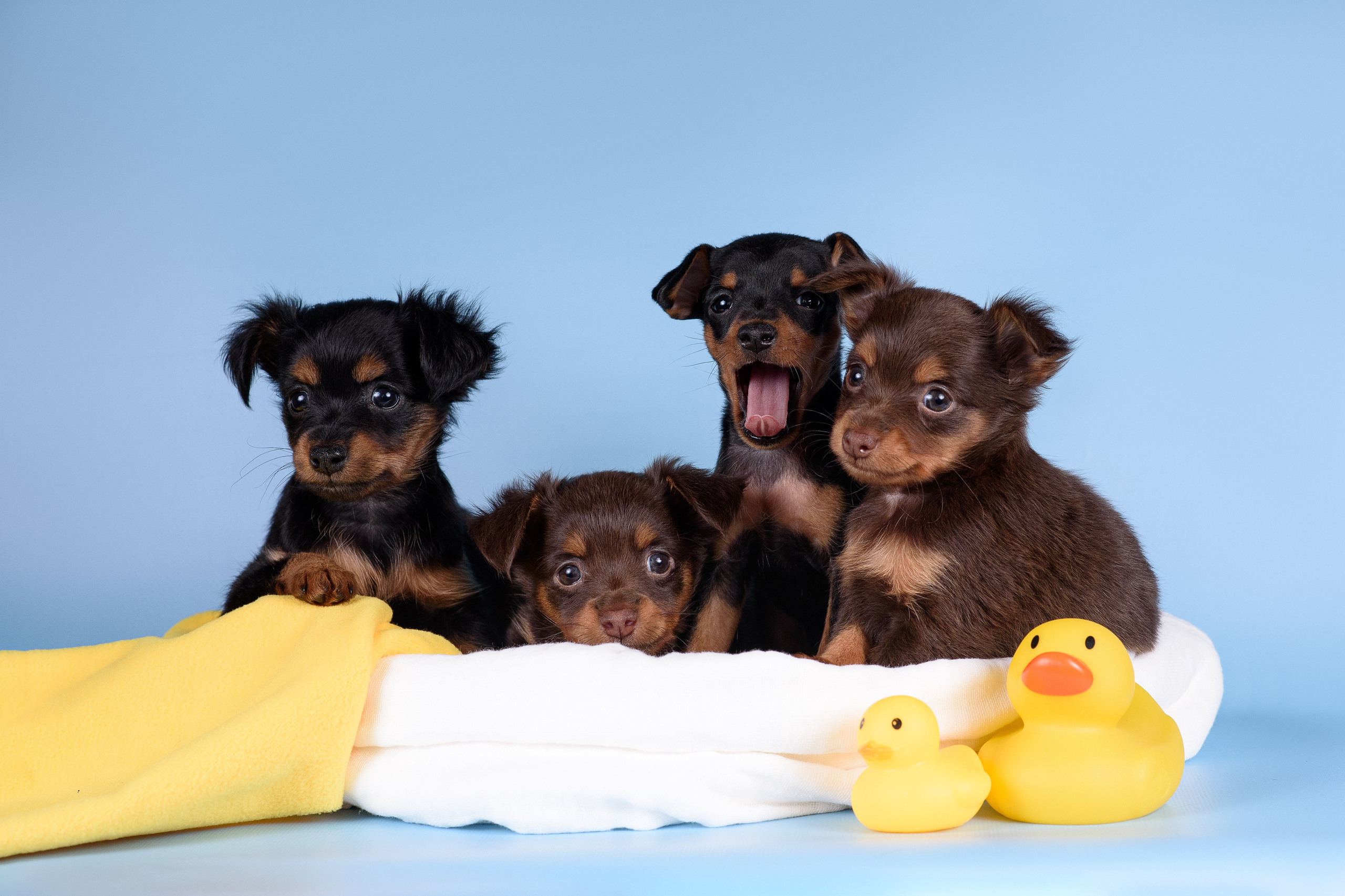 Щенки Пражских крысариков -13.04.2024. Фотограф — Анималист | Анна Абрамова