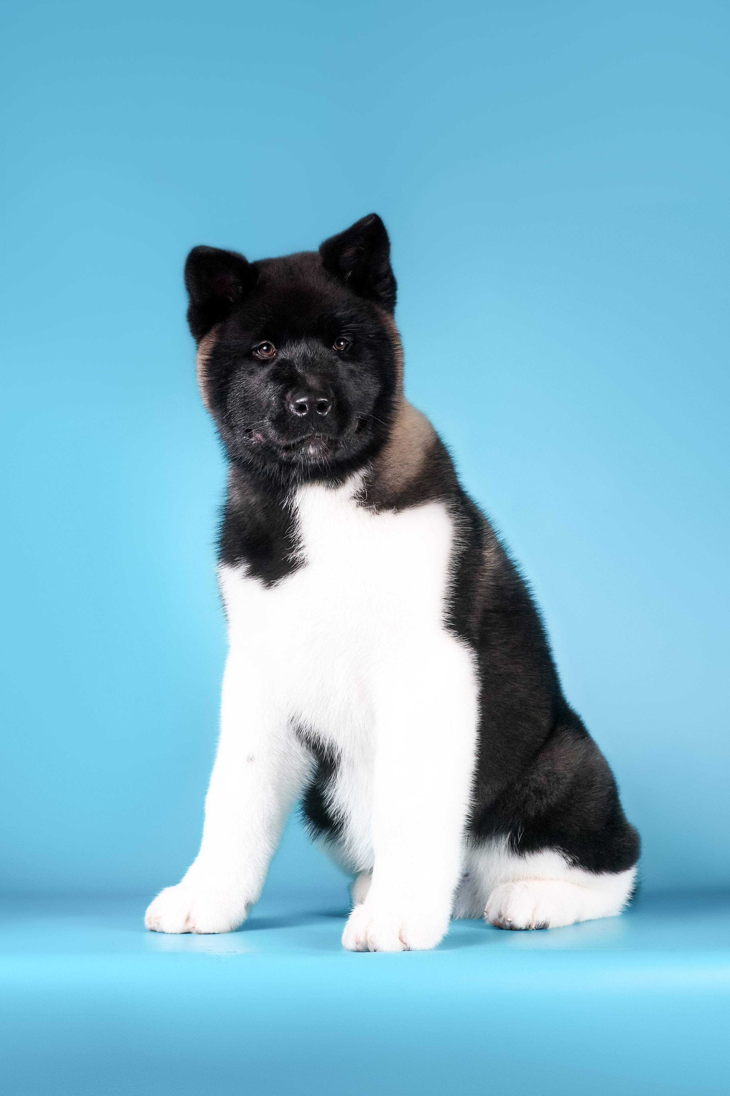 Илон и Оскар — 17.01.2025. Фотограф — Анималист | Анна Абрамова