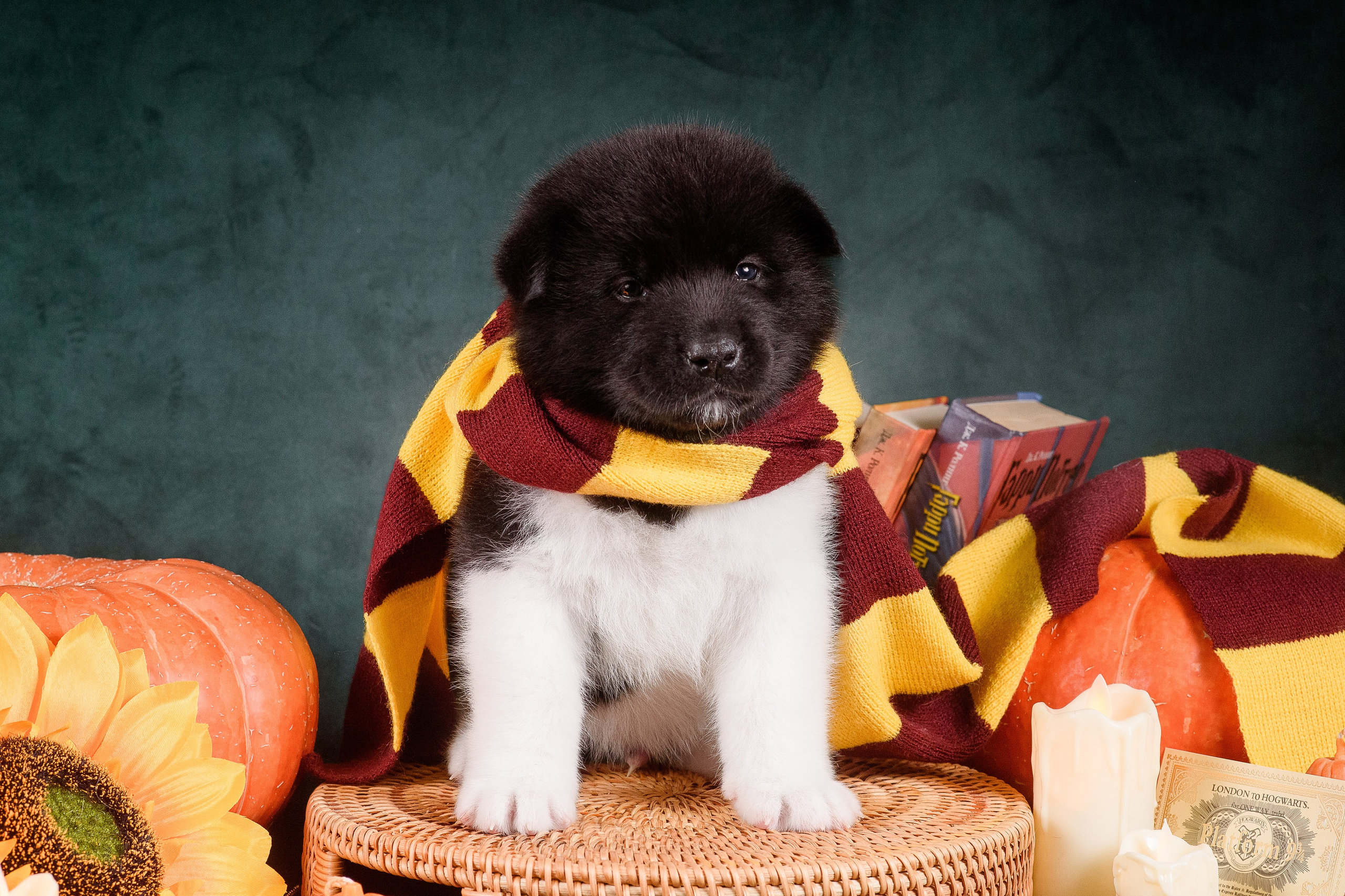 Щенки Американской Акиты — 04.11.2024. Фотограф — Анималист | Анна Абрамова