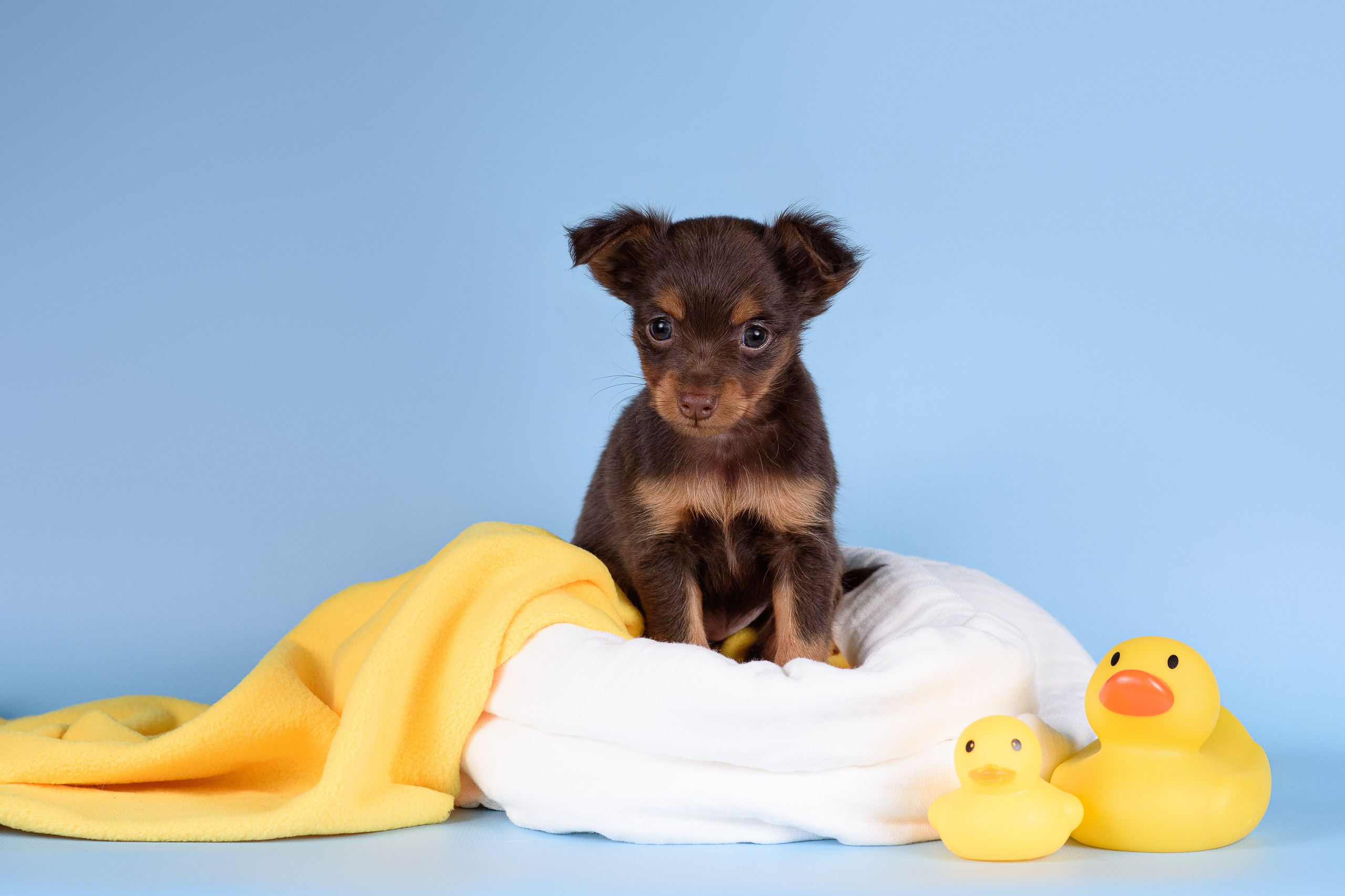 Щенки Пражских крысариков -13.04.2024. Фотограф — Анималист | Анна Абрамова