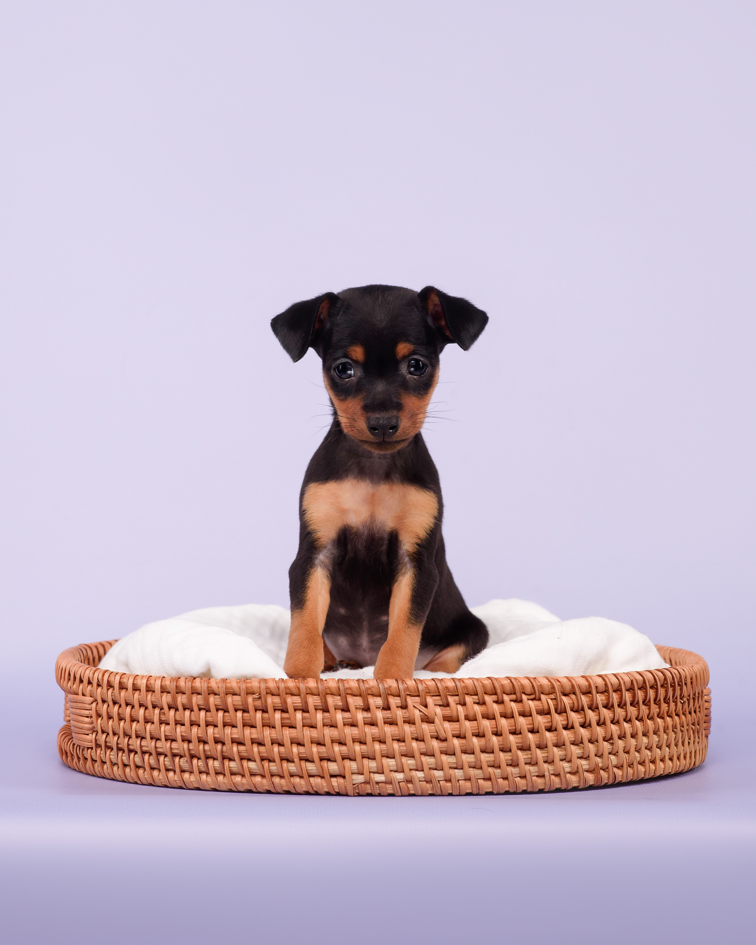 Малыши пражских крысариков — 30.07.2025. Фотограф — Анималист | Анна Абрамова