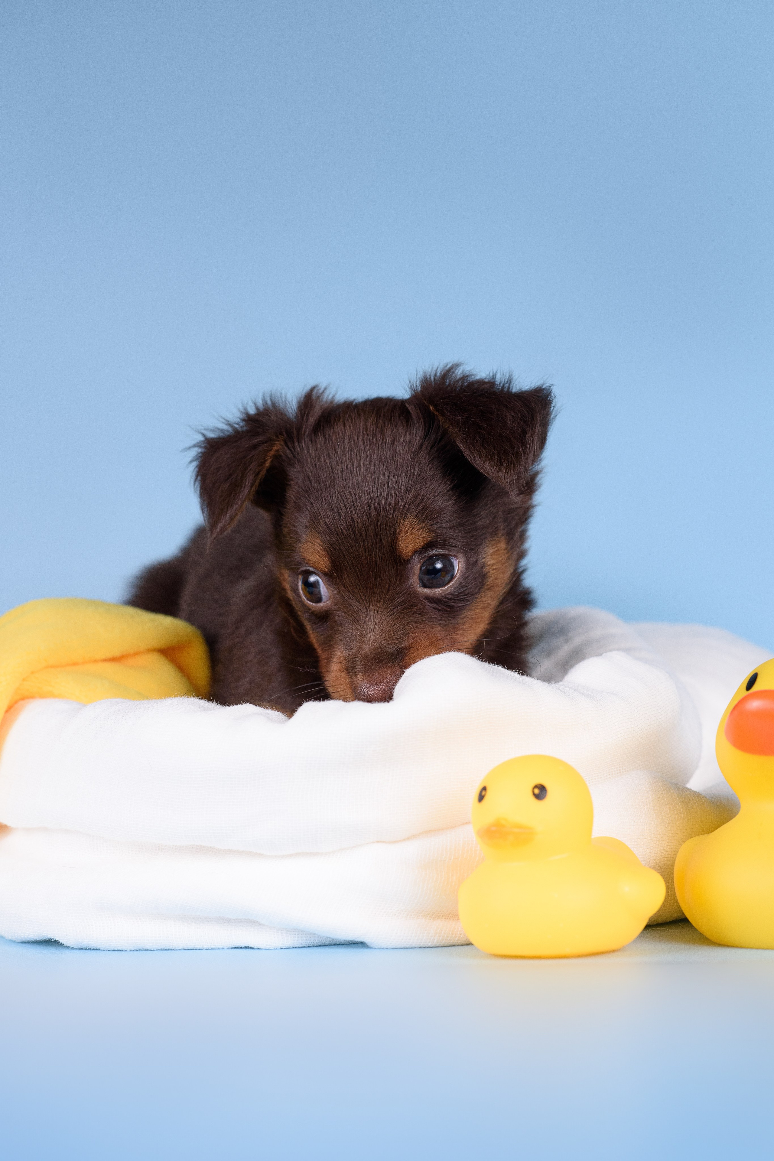 Щенки Пражских крысариков -13.04.2024. Фотограф — Анималист | Анна Абрамова