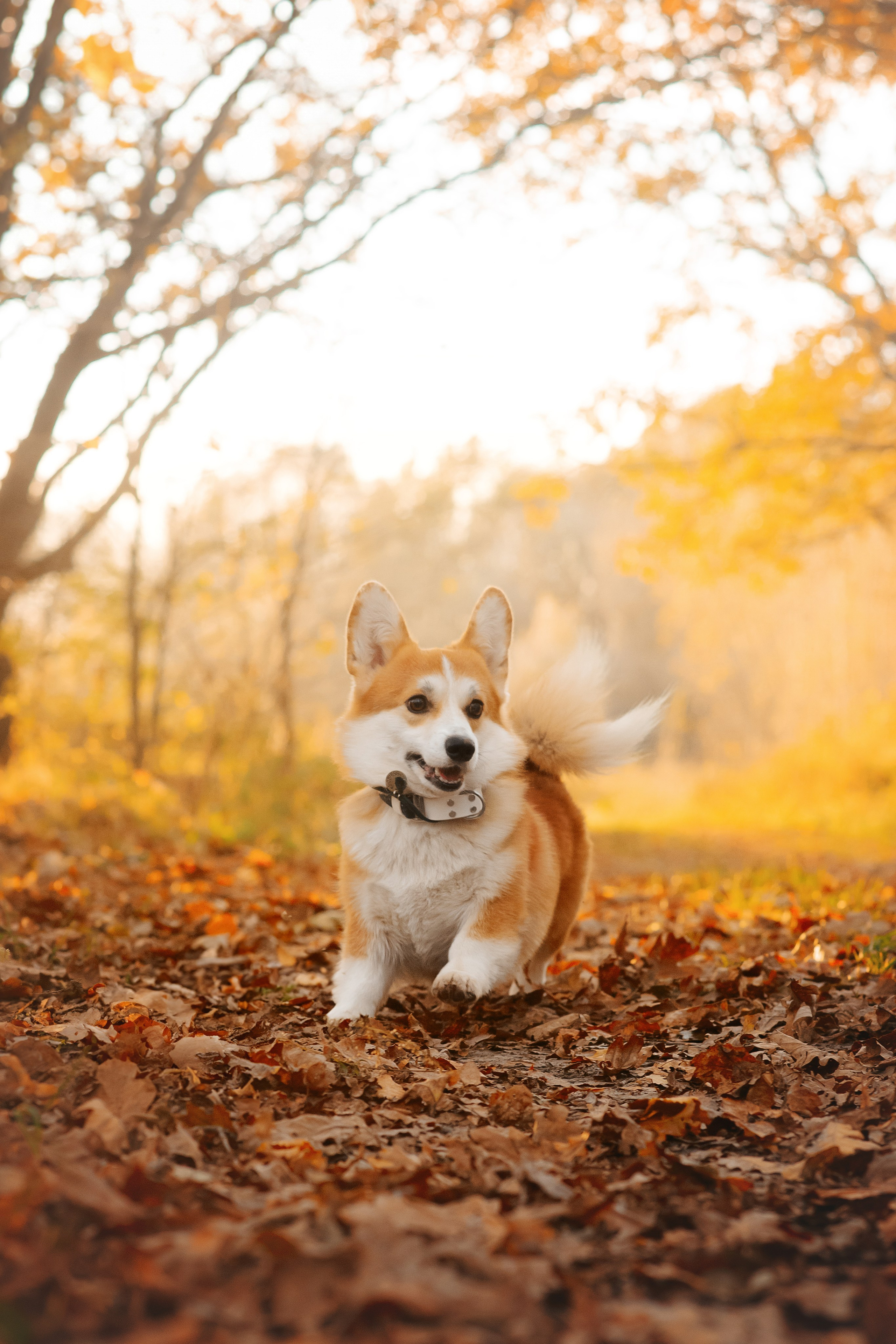 Максим, Надя, Рой и Шелби — 13.10.2024. Фотограф — Анималист | Анна Абрамова