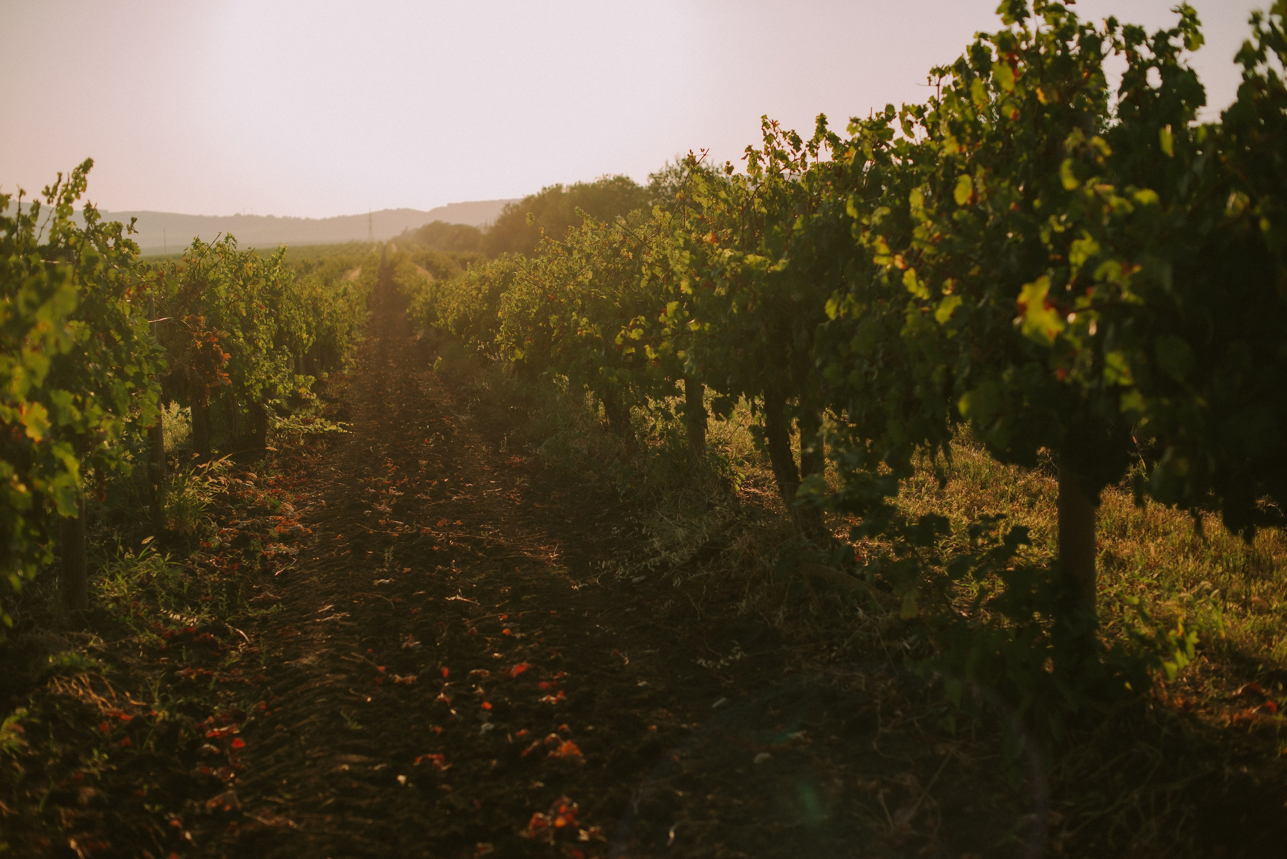 Алексей и Анастасия (Севастополь). Свадебный, женский, семейный фотограф в Севастополе Юлия Мошенко
