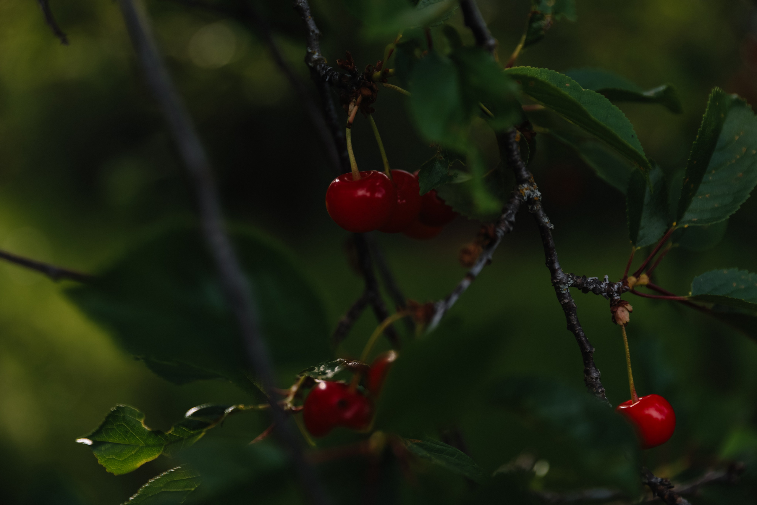 Людмила. Свадебный и семейный фотограф в городе Пенза, Саранск, Ковылкино