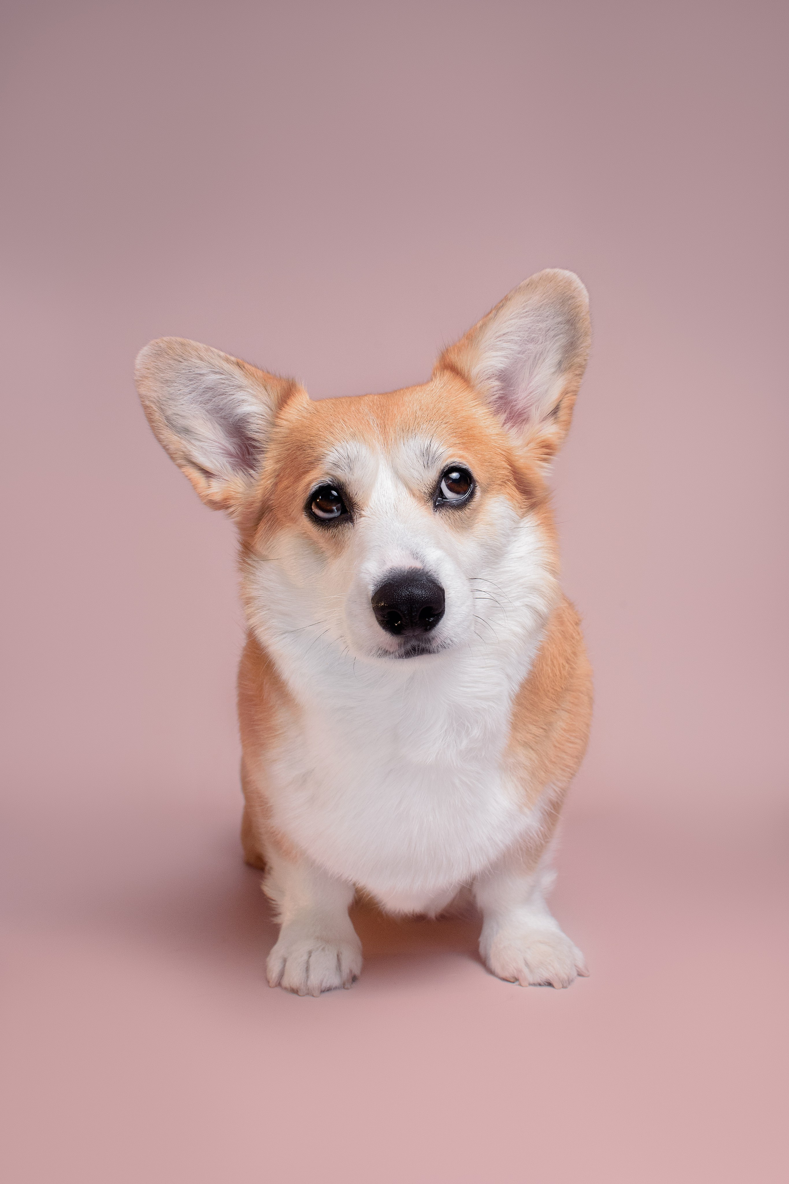 Лея съемка на однотонном фоне — 2024. Фотограф — Анималист | Анна Абрамова