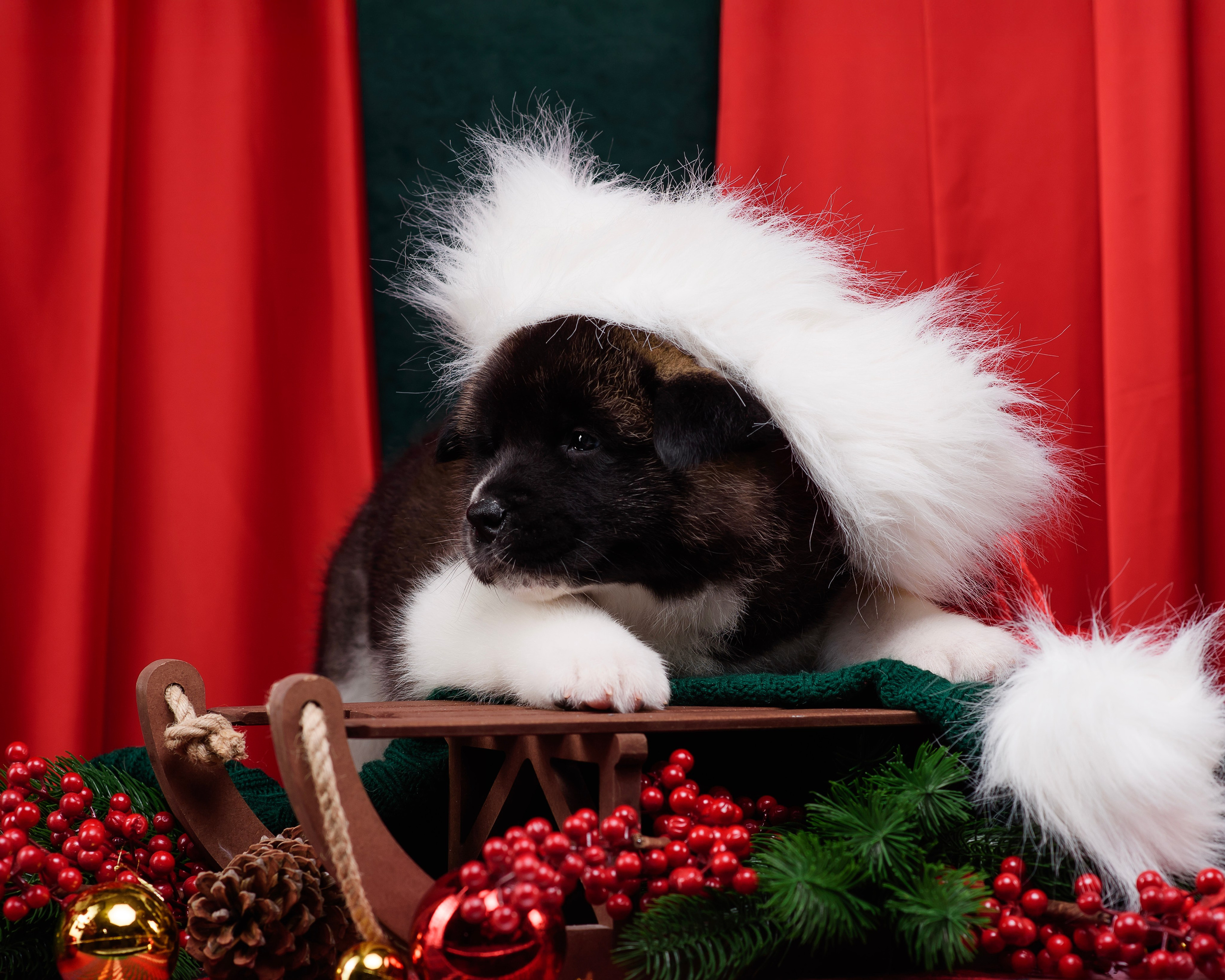 Щенки Американской Акиты. Фотограф — Анималист | Анна Абрамова