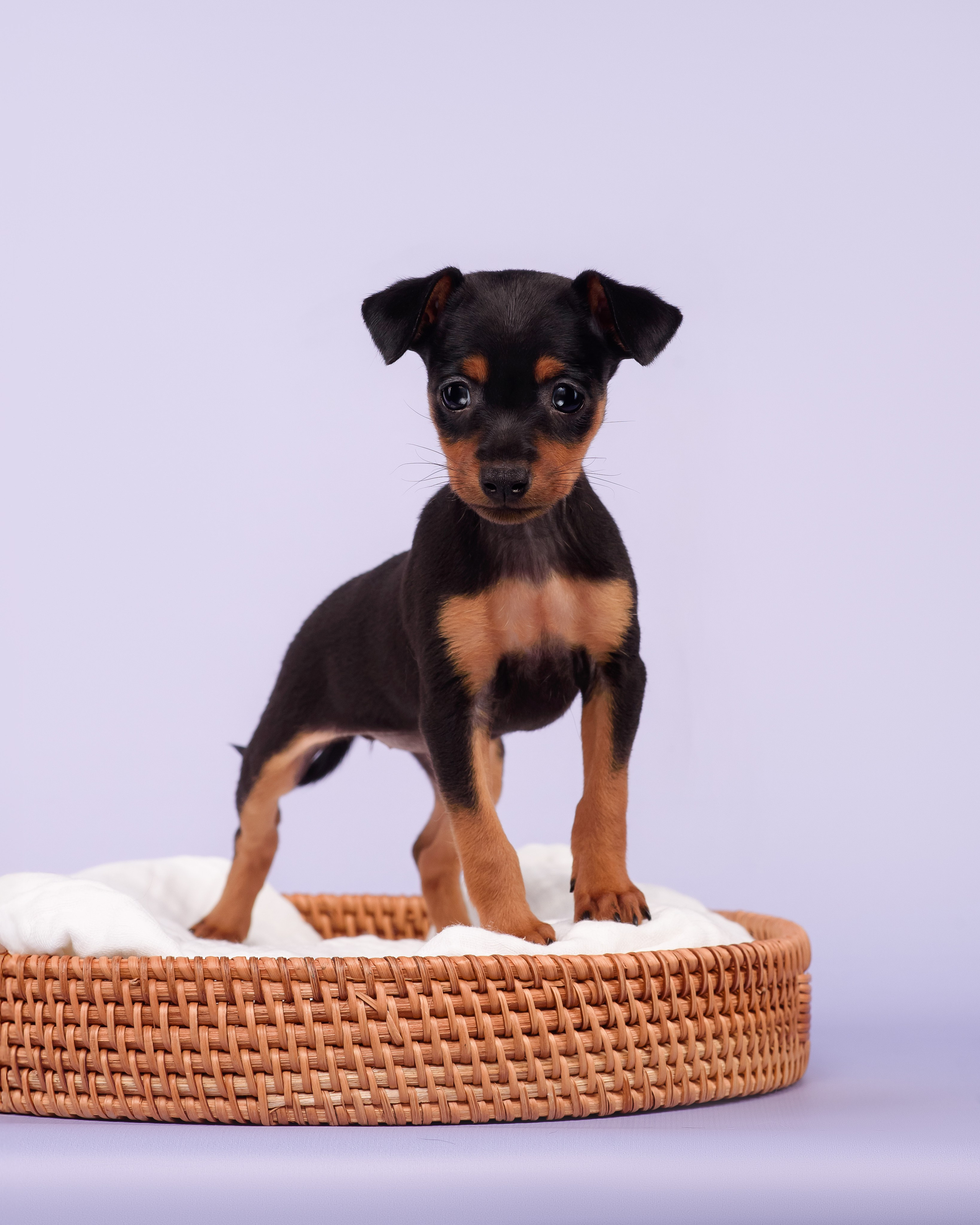 Малыши пражских крысариков — 30.07.2025. Фотограф — Анималист | Анна Абрамова