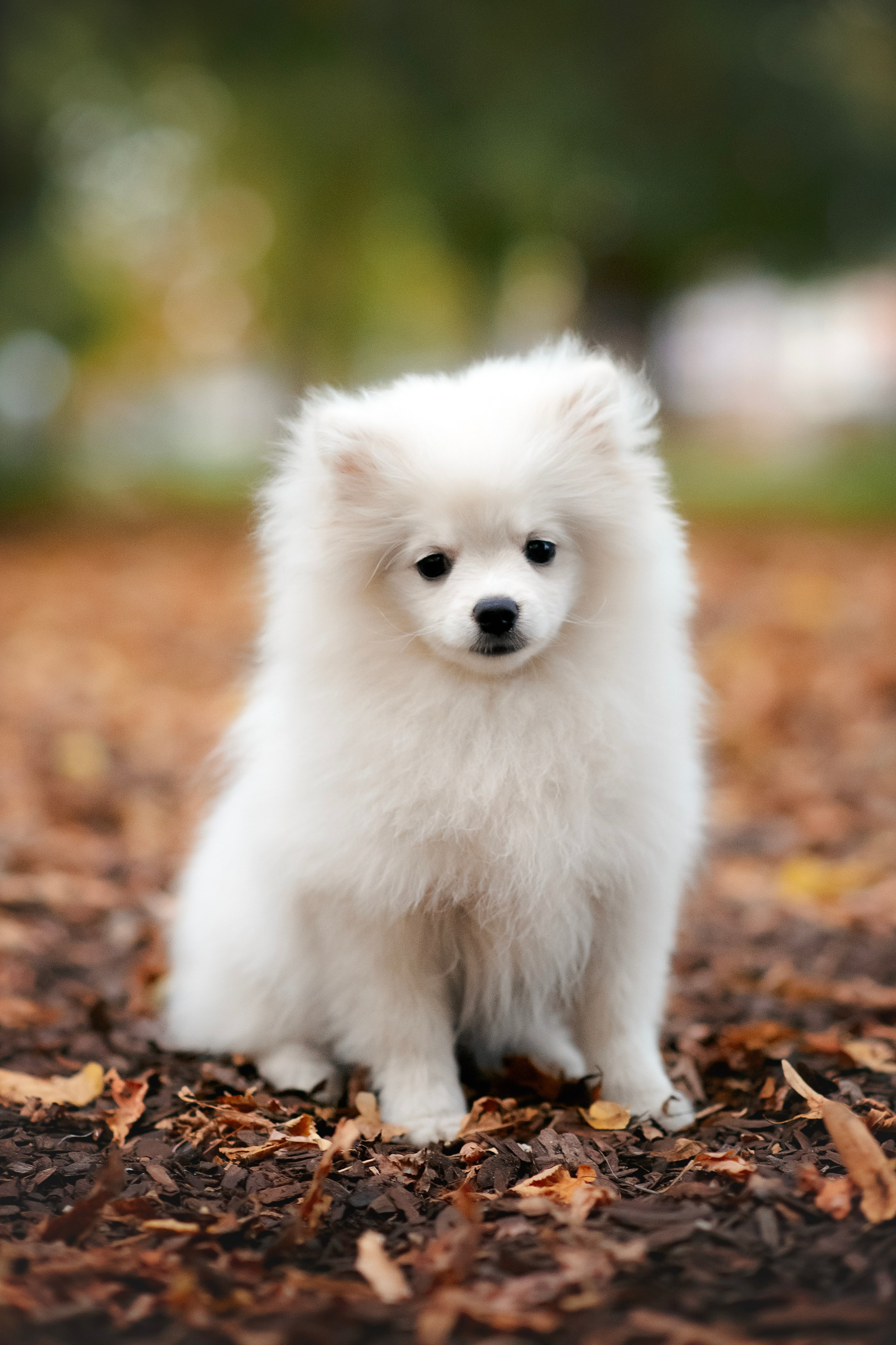 Малый немецкий шпиц — 18.09.2025. Фотограф — Анималист | Анна Абрамова