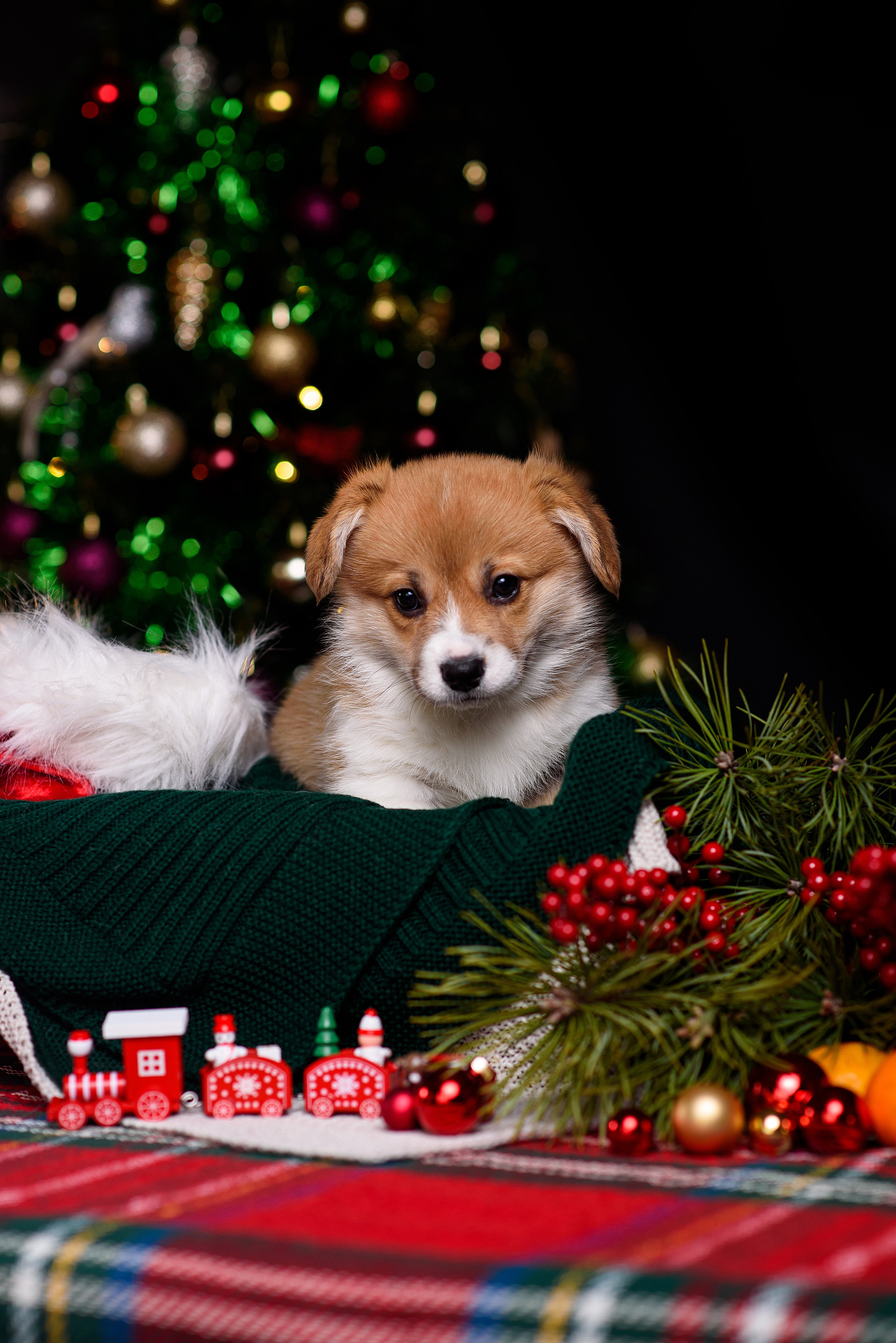 Щенки вельш корги пемброк. Фотограф — Анималист | Анна Абрамова
