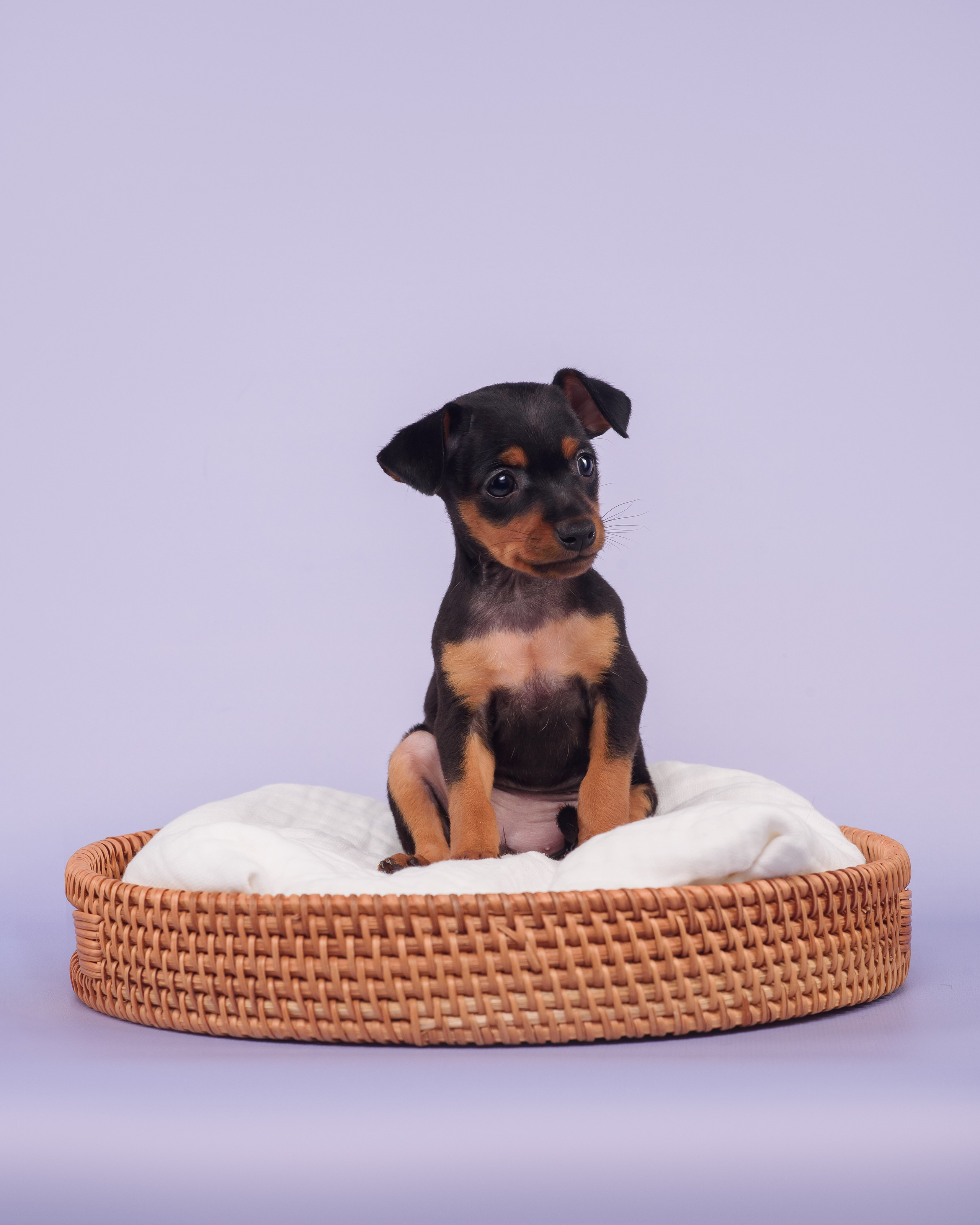 Малыши пражских крысариков — 30.07.2025. Фотограф — Анималист | Анна Абрамова