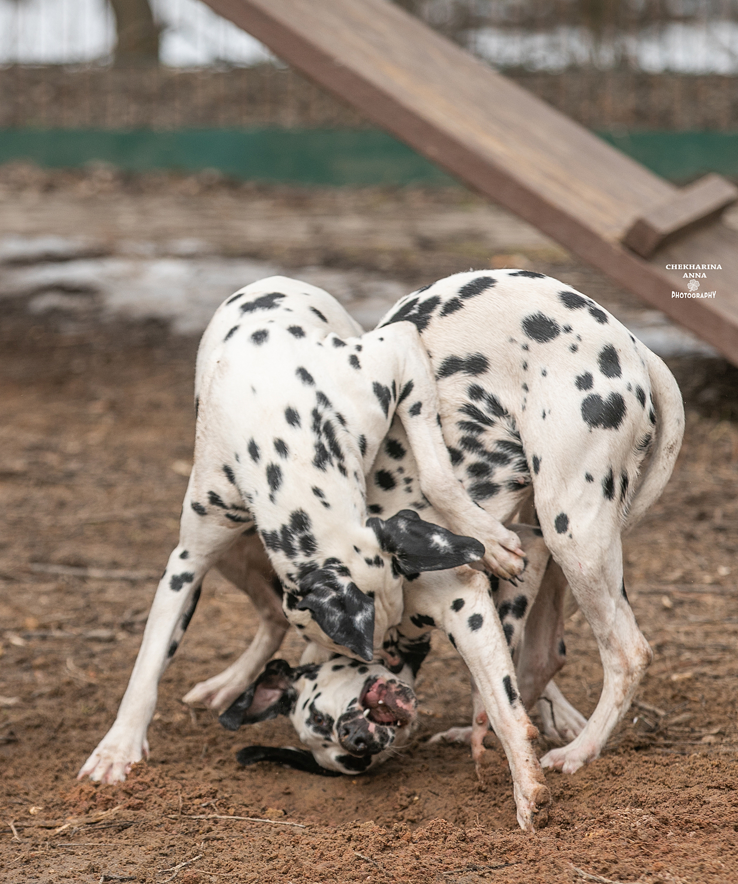 Анималистика. Профессиональный фотограф Чехарина Анна / pro photographer Chekharina