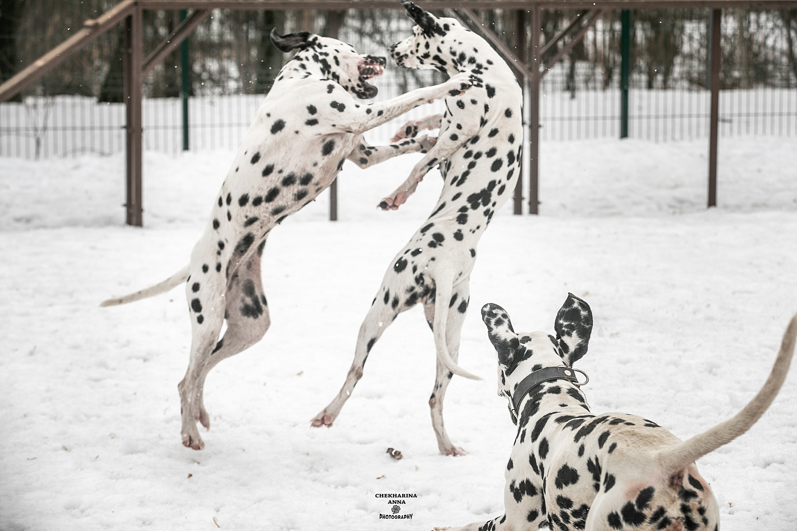 Анималистика. Профессиональный фотограф Чехарина Анна / pro photographer Chekharina