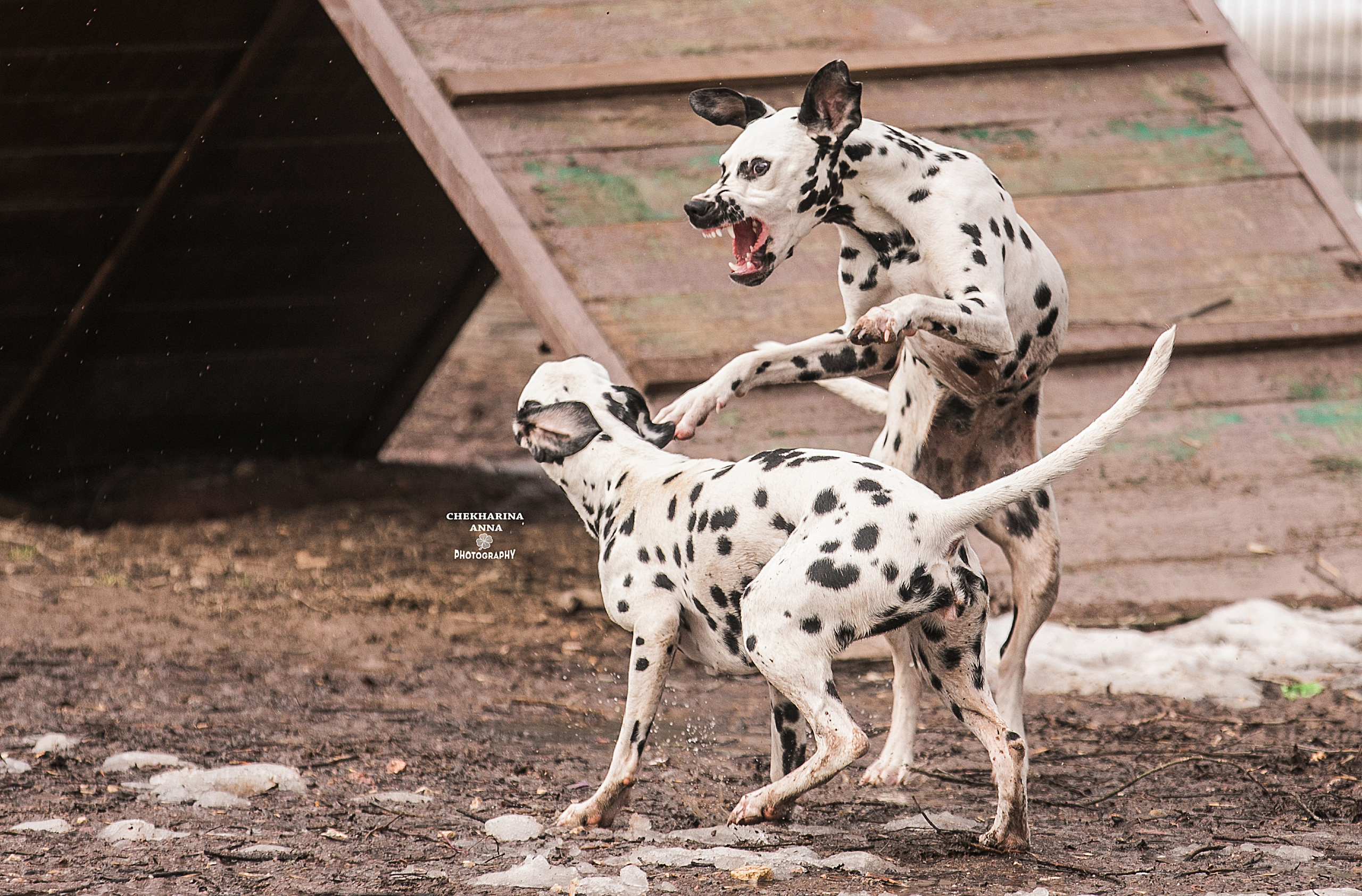 Анималистика. Профессиональный фотограф Чехарина Анна / pro photographer Chekharina