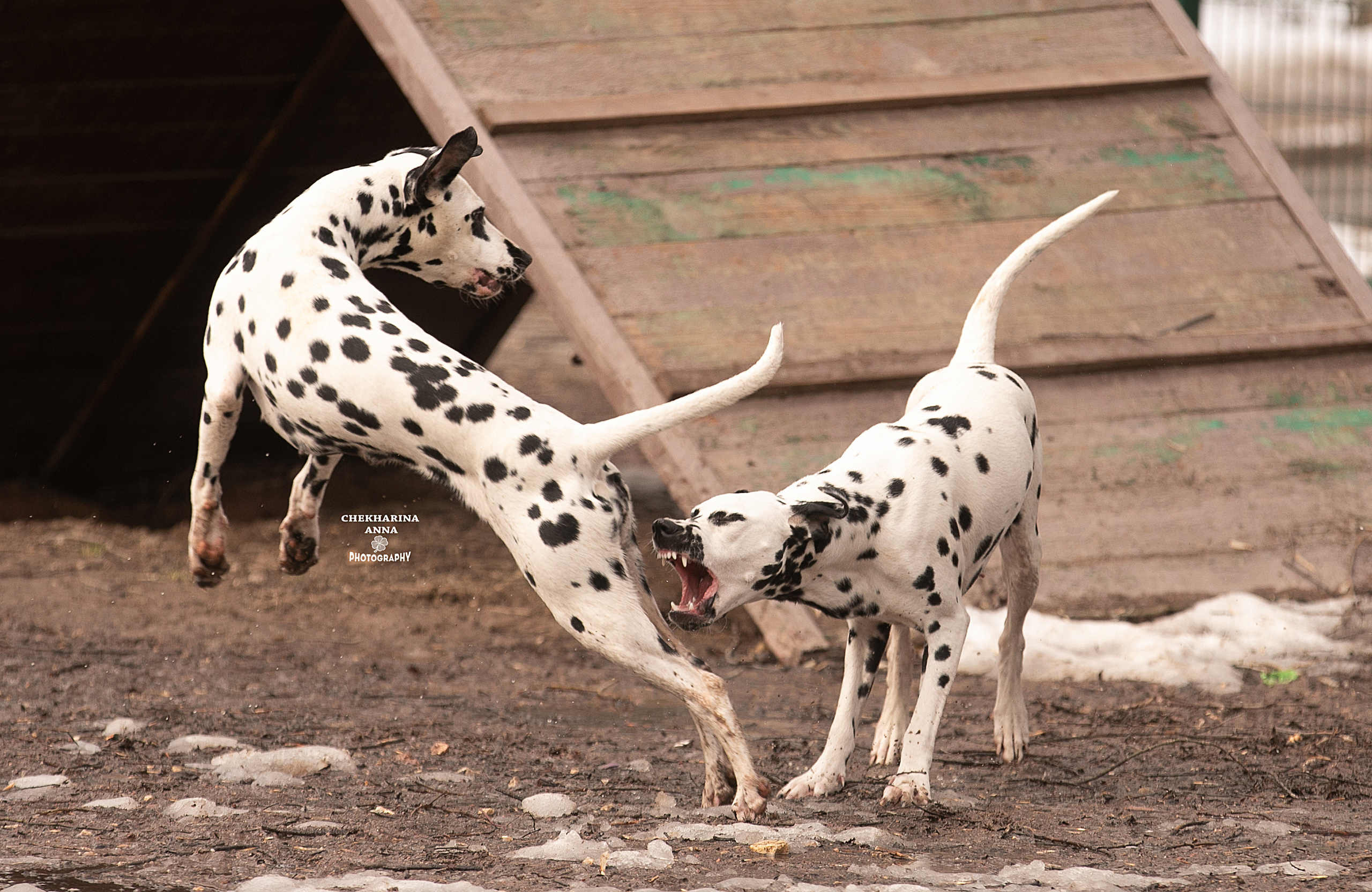 Анималистика. Профессиональный фотограф Чехарина Анна / pro photographer Chekharina