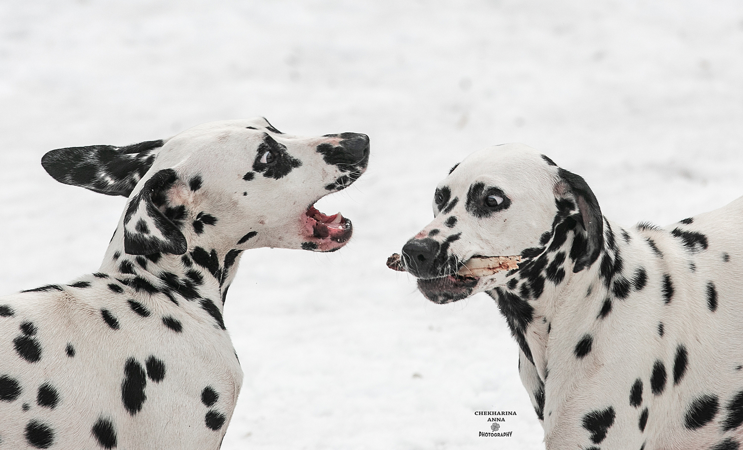 Анималистика. Профессиональный фотограф Чехарина Анна / pro photographer Chekharina