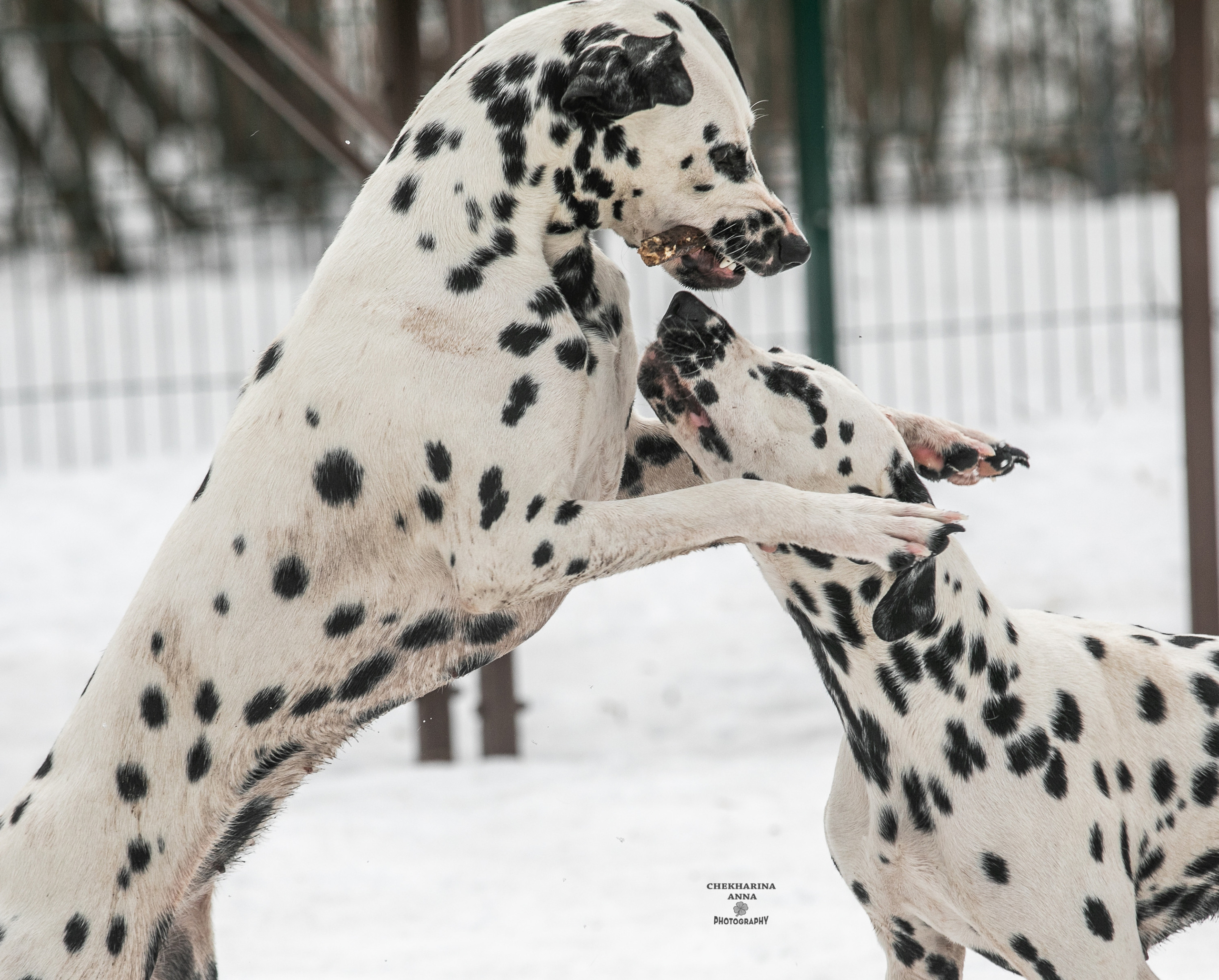 Анималистика. Профессиональный фотограф Чехарина Анна / pro photographer Chekharina