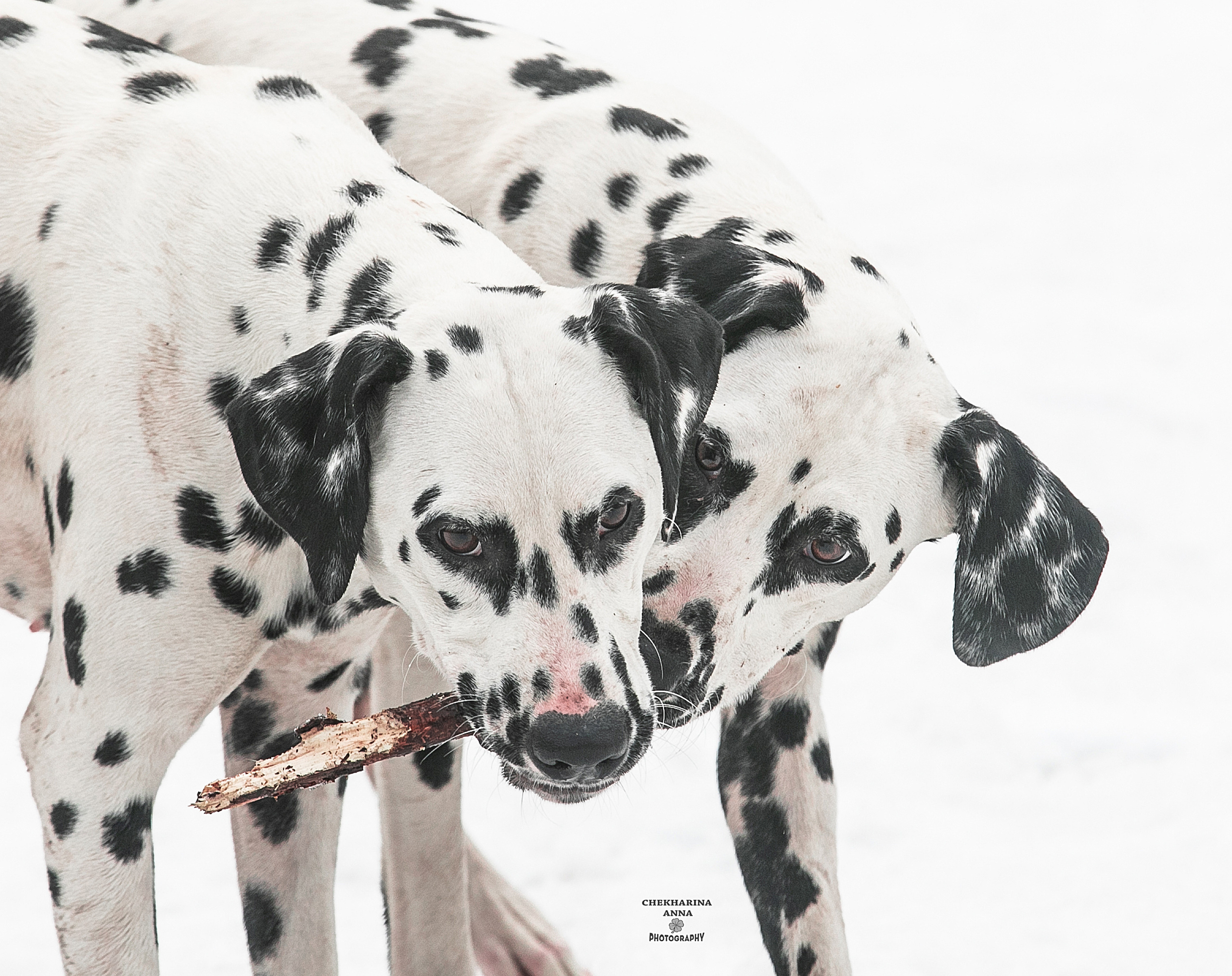 Анималистика. Профессиональный фотограф Чехарина Анна / pro photographer Chekharina