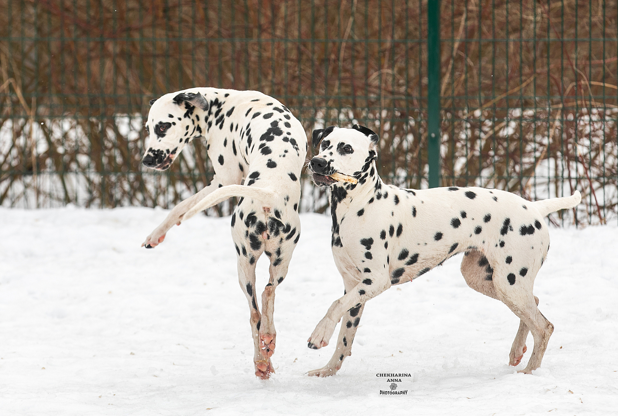 Анималистика. Профессиональный фотограф Чехарина Анна / pro photographer Chekharina