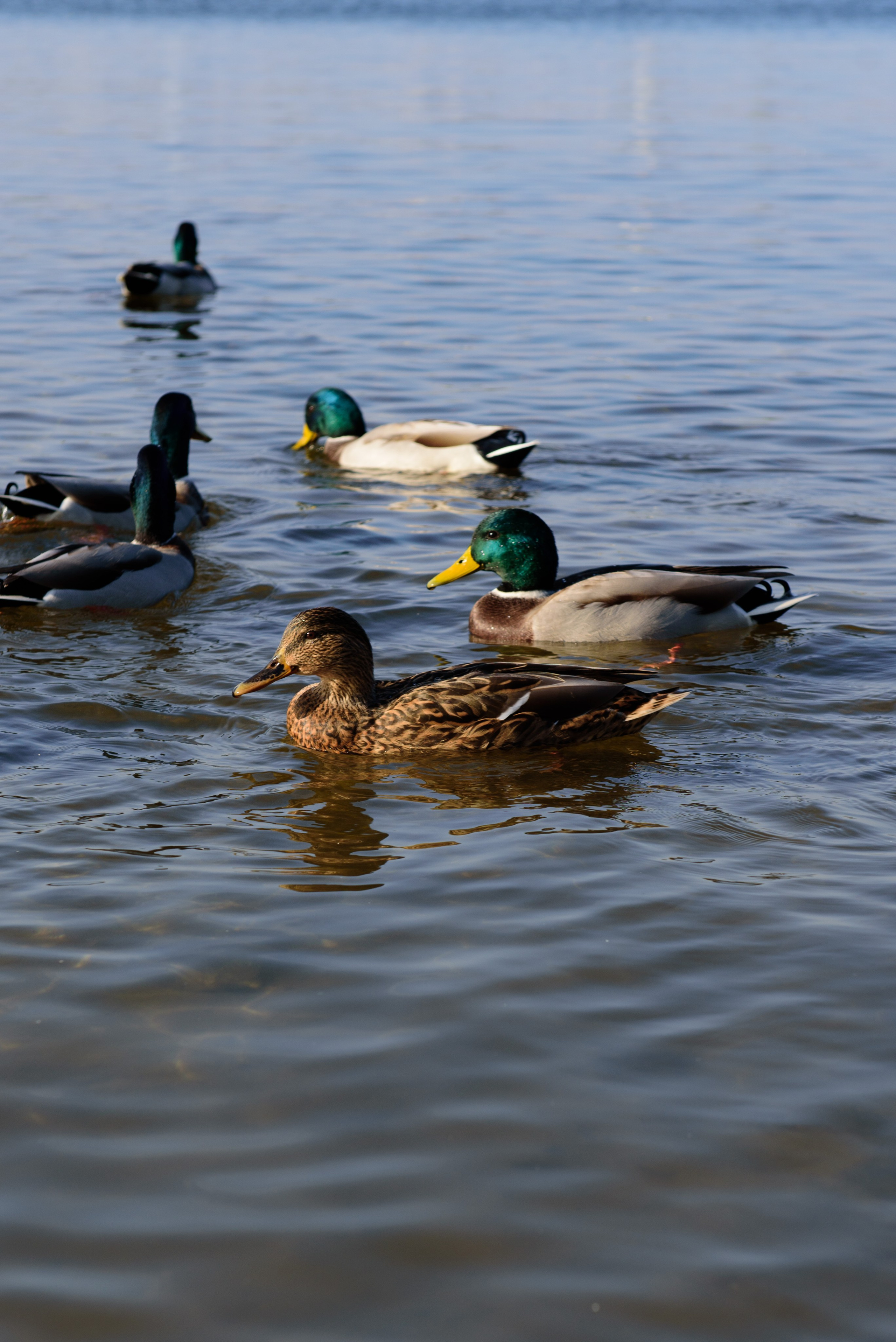 София. Свадебный фотограф — фотограф на свадьбу в Воронеже — Свадебное фото