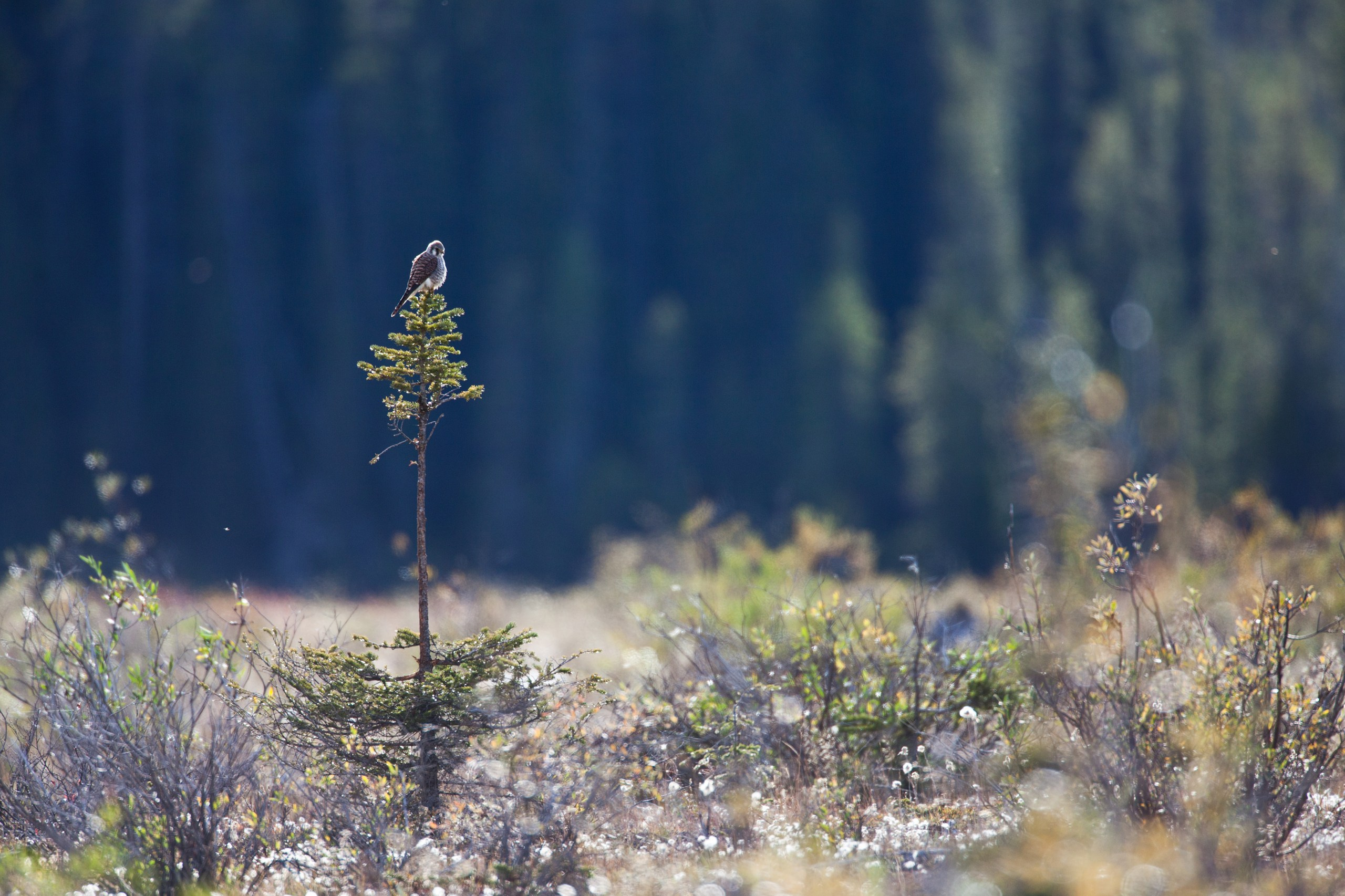 Канада. Фотограф Владимир Медведев