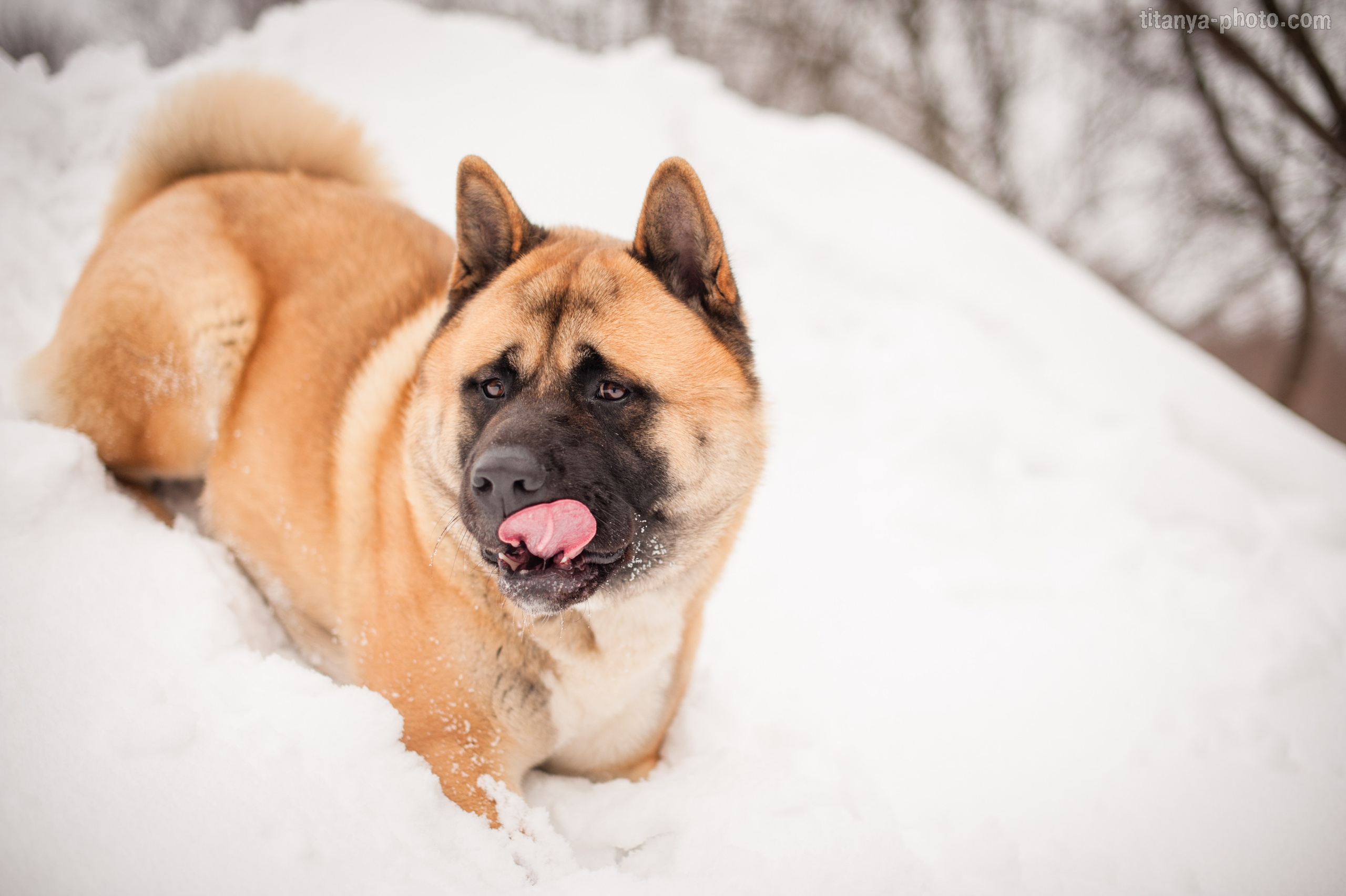 Фотография собак, фотограф-анималист Москва. Фотограф собак, фотограф-анималист Аня Титова (Titanya). Москва