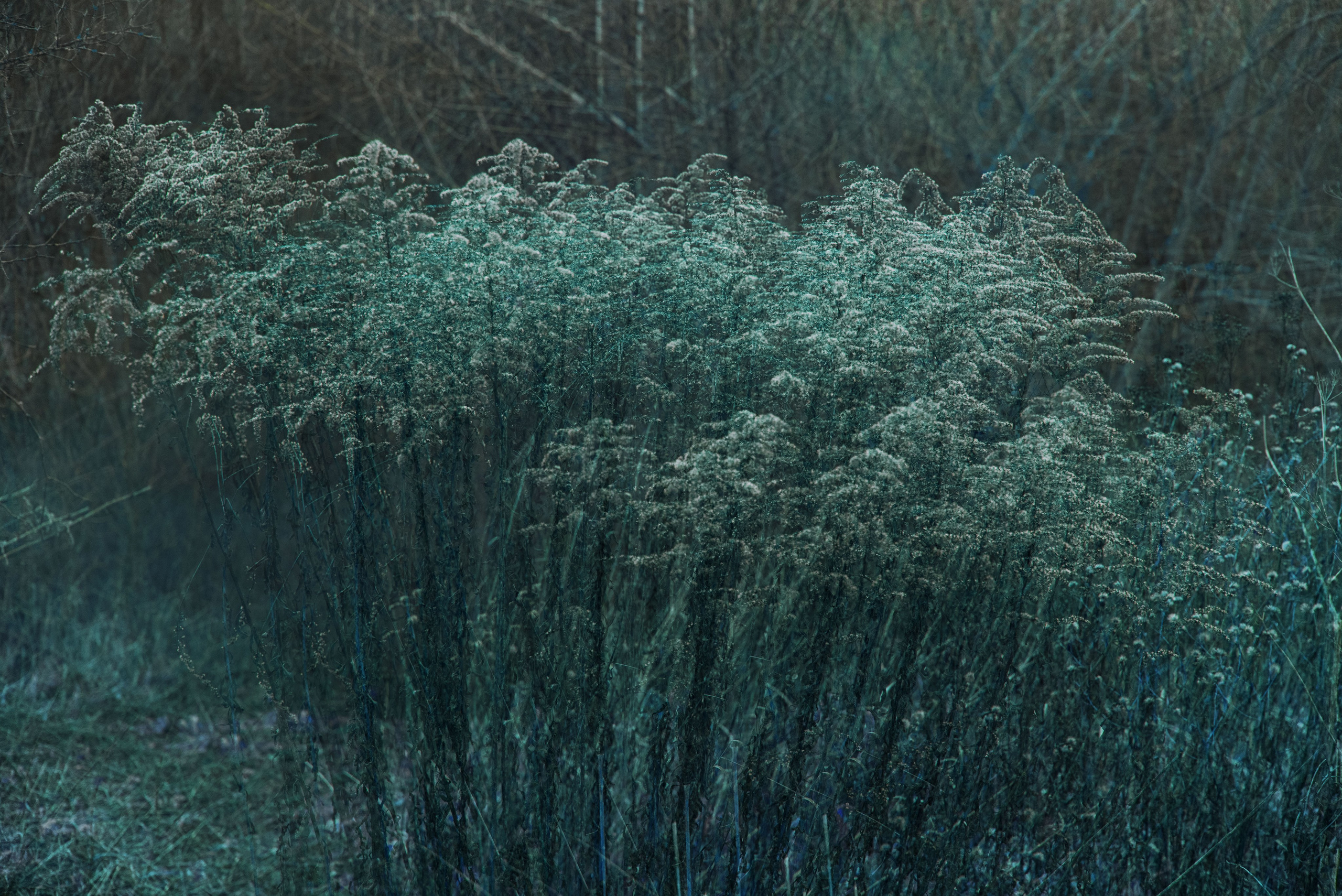 Talking to the forest (in progress). MAIN