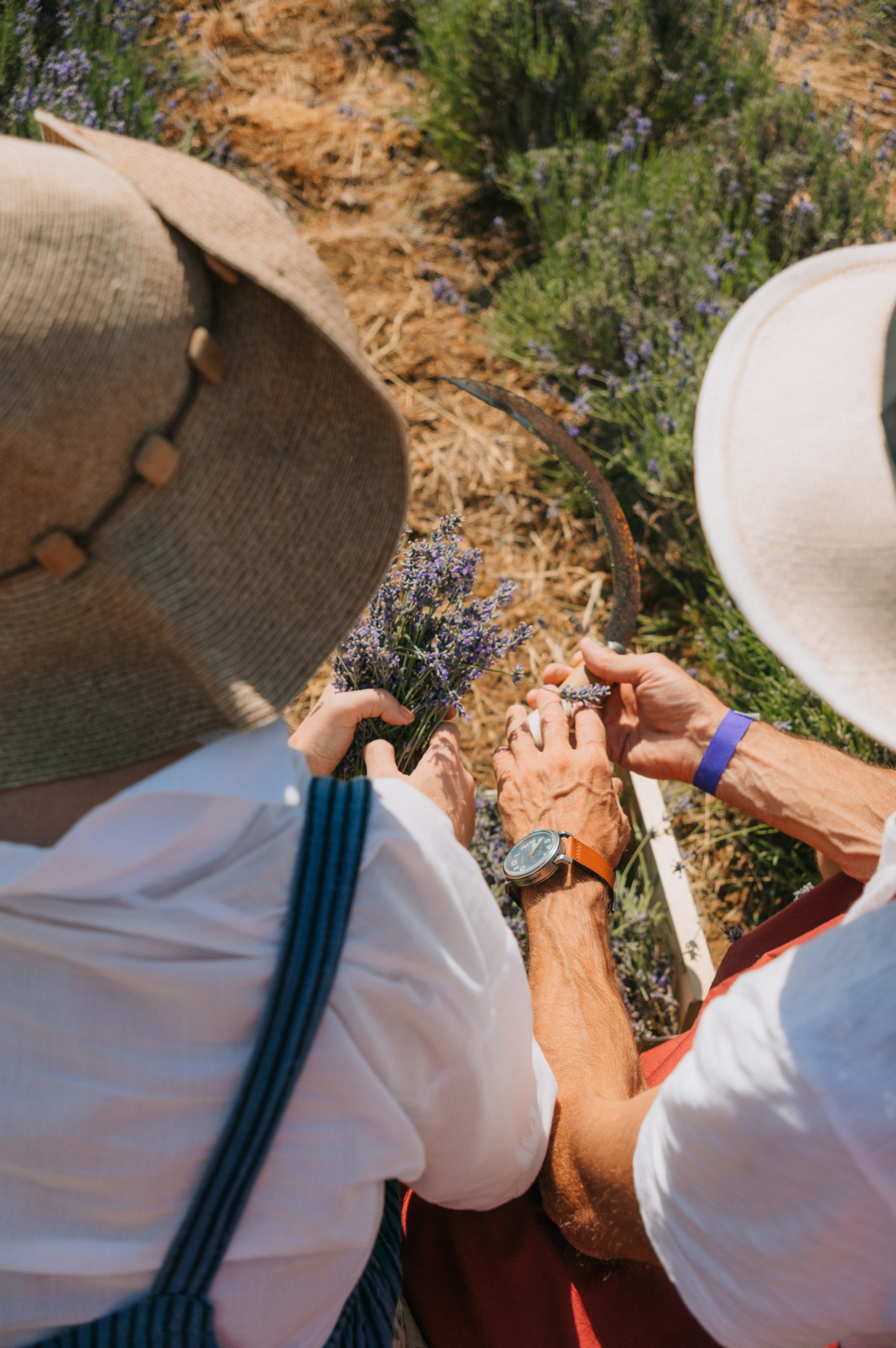 Сбор урожая | лавандовая ферма Viva Lavanda. Обо мне