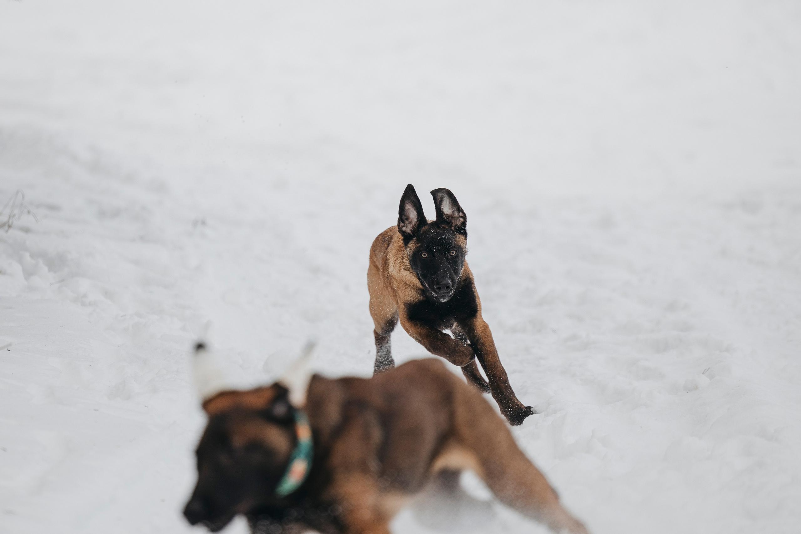 Даша, Омен, Айс и Рицу. Фотограф-анималист Анна Маринич