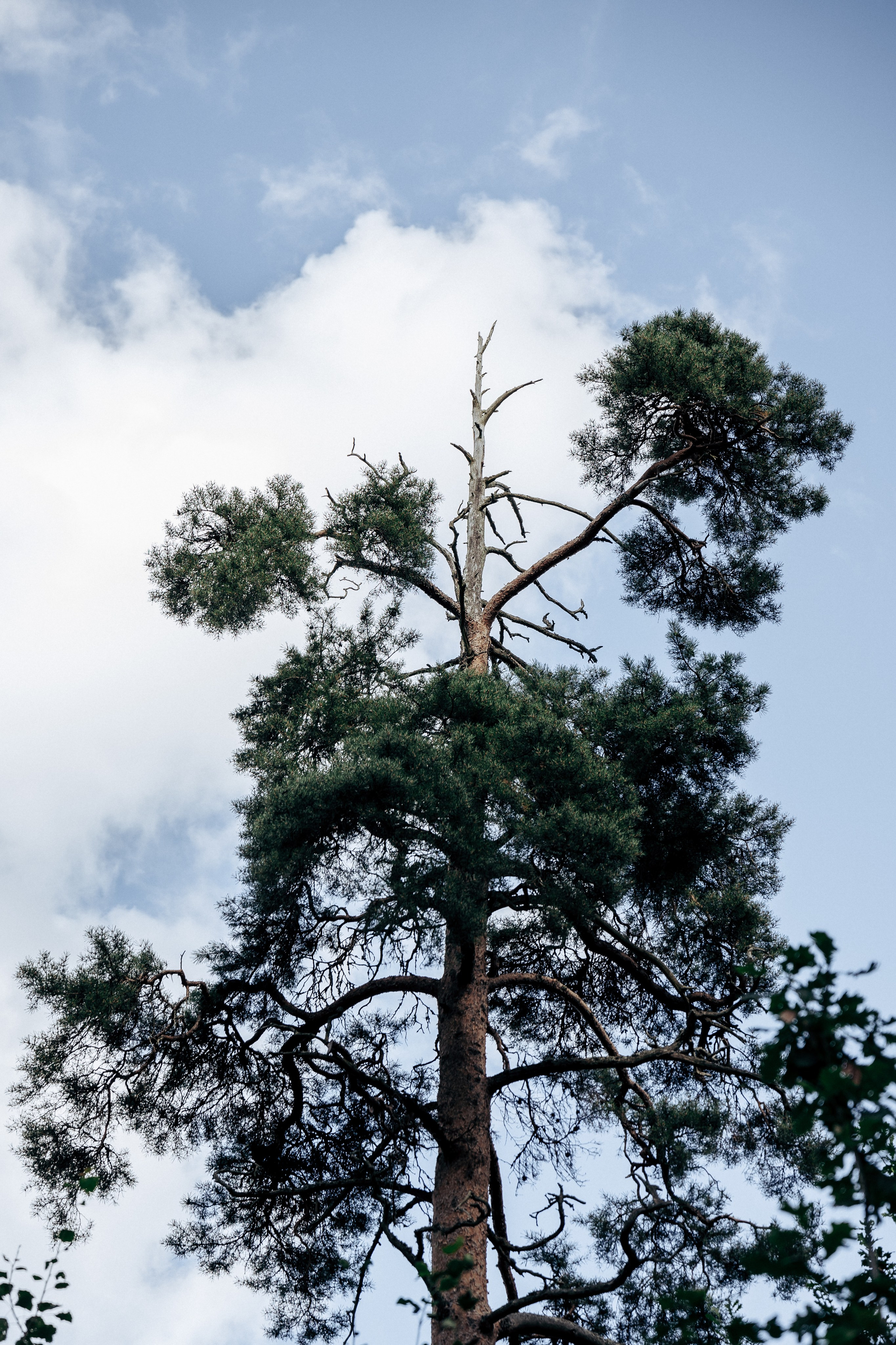 Фотосессия в лесу. Профессиональный фотограф в Санкт-Петербурге Александр Волосенцев