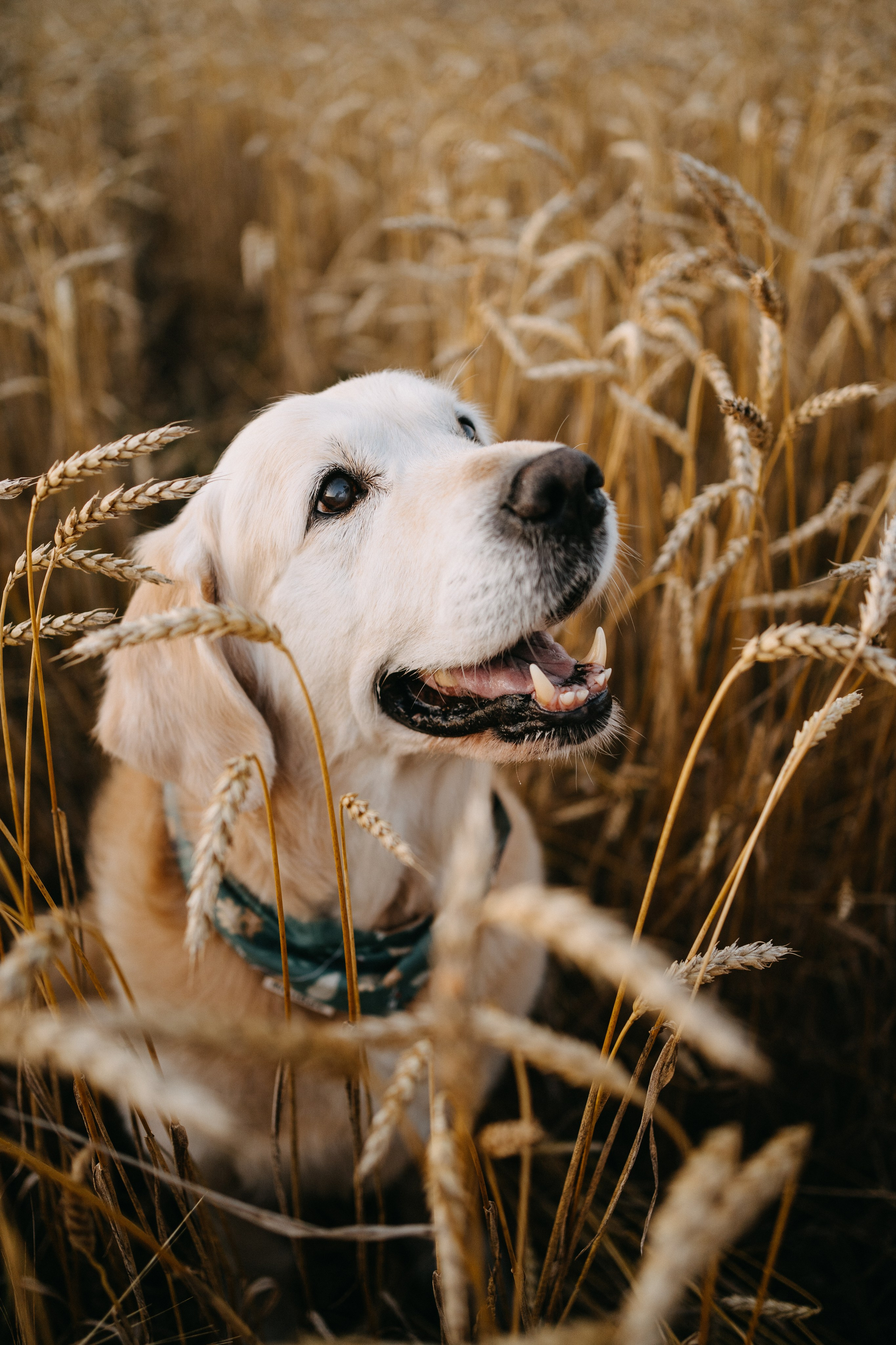 Дарья, Люба и Ред. Фотограф-анималист Анастасия Большакова