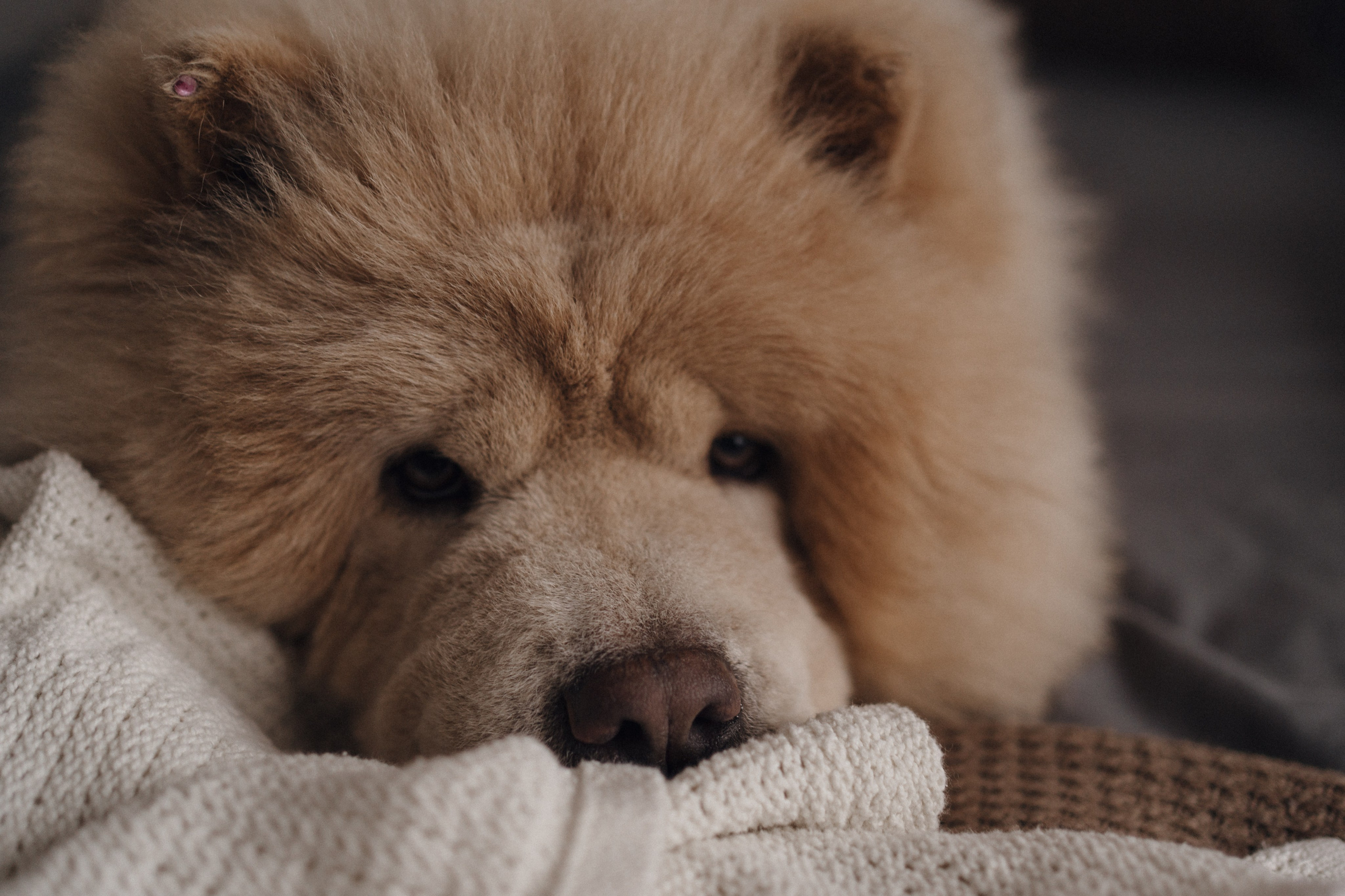 Домашняя фотосессия Эммы (1 месяц). Свадебный фотограф в Краснодаре и Сочи Винидиктова Екатерина
