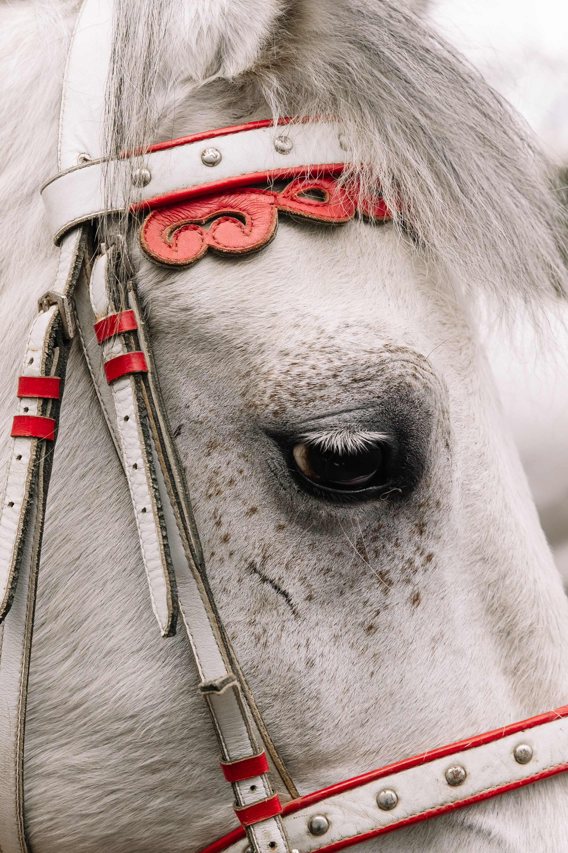День Орловского рысака. Парк-отель Яр. Свадебный, репортажный фотограф Ирина Шкурина