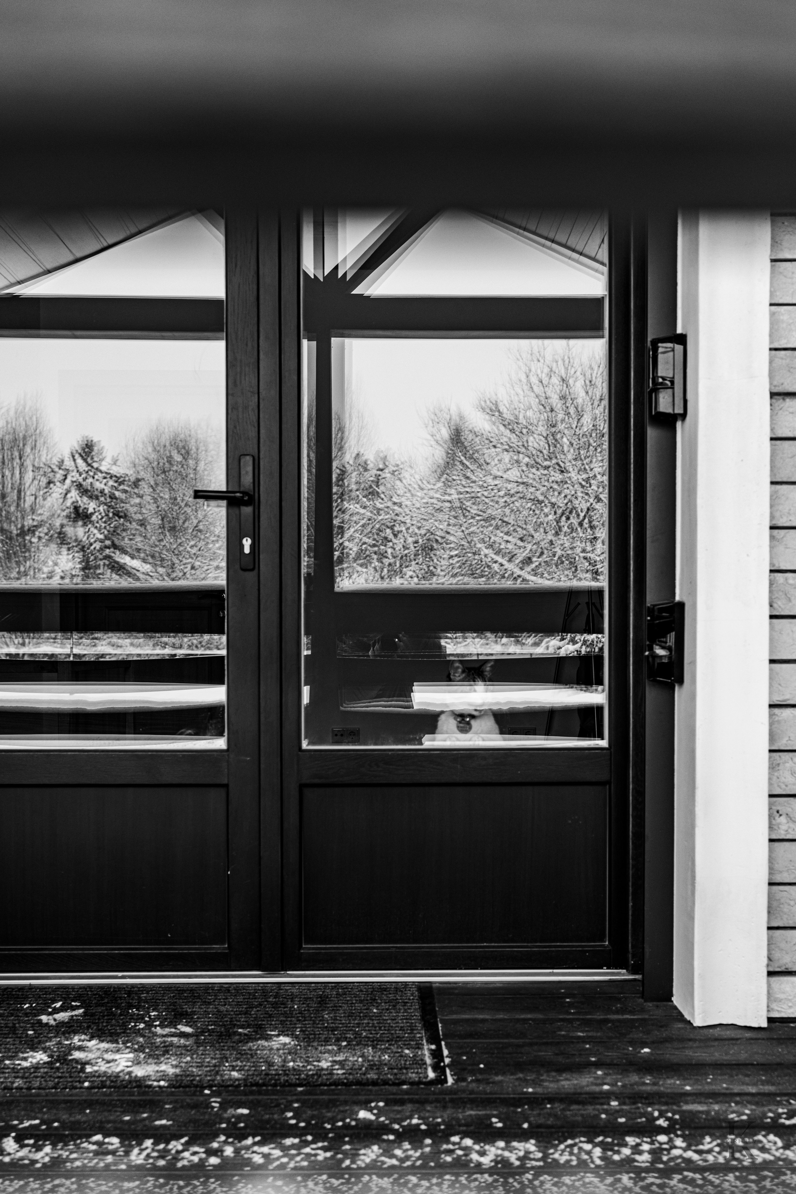 Природа 31 Декабря 2025 года. Клены. Фотографирую жизнь! Московский фотограф волонтер