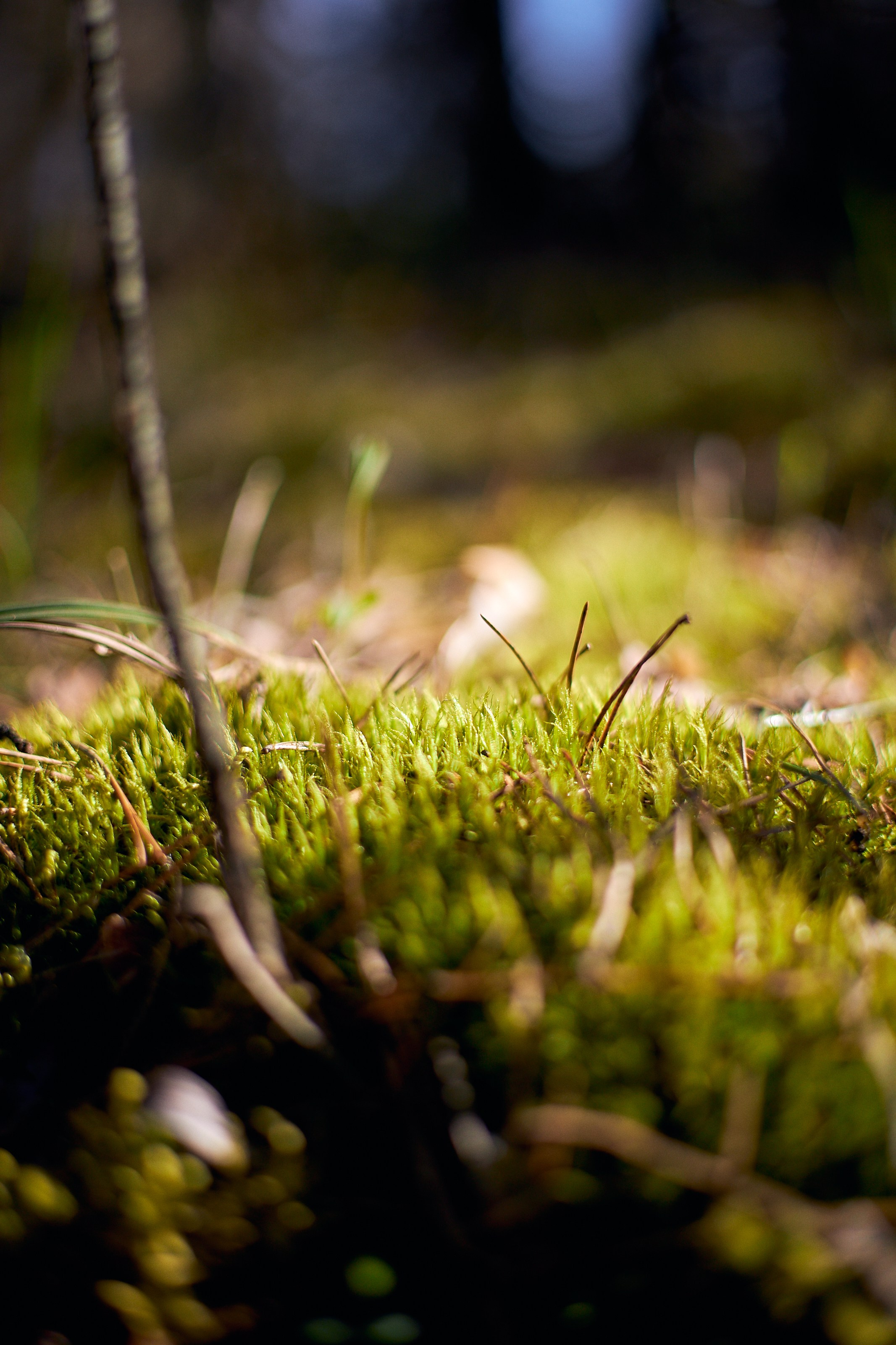 Настя. Фотограф Воронеж Илья Команюк
