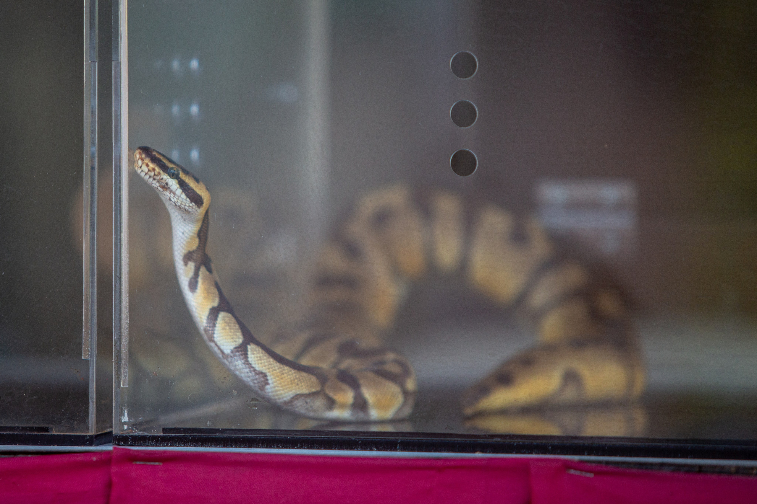 Samut Prakan Crocodile Farm & Zoo. Photographer Sonkina Tatiana (Tanya Ash)