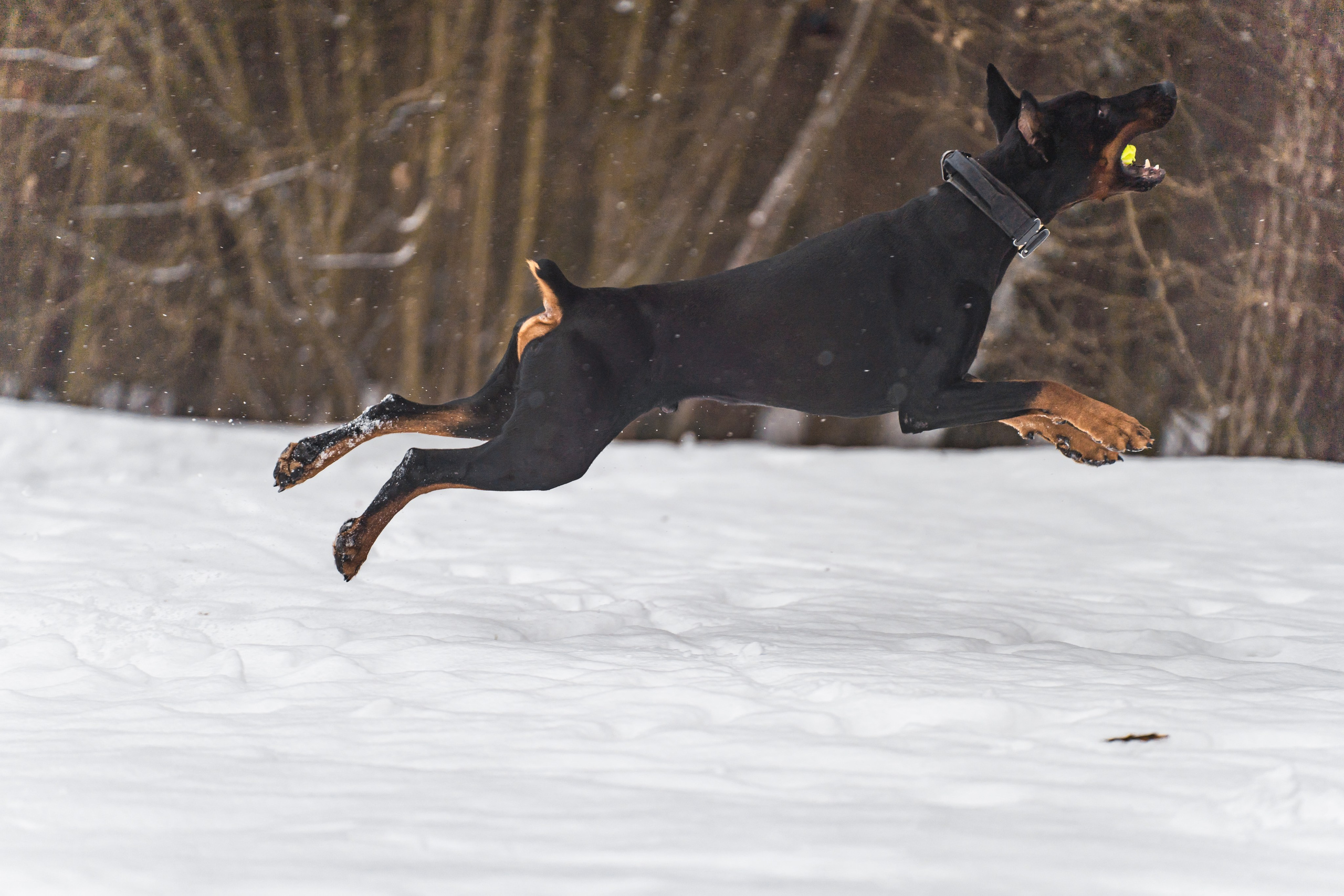 Ольга и Велес. Фотограф в Москве Ленарская Дарья