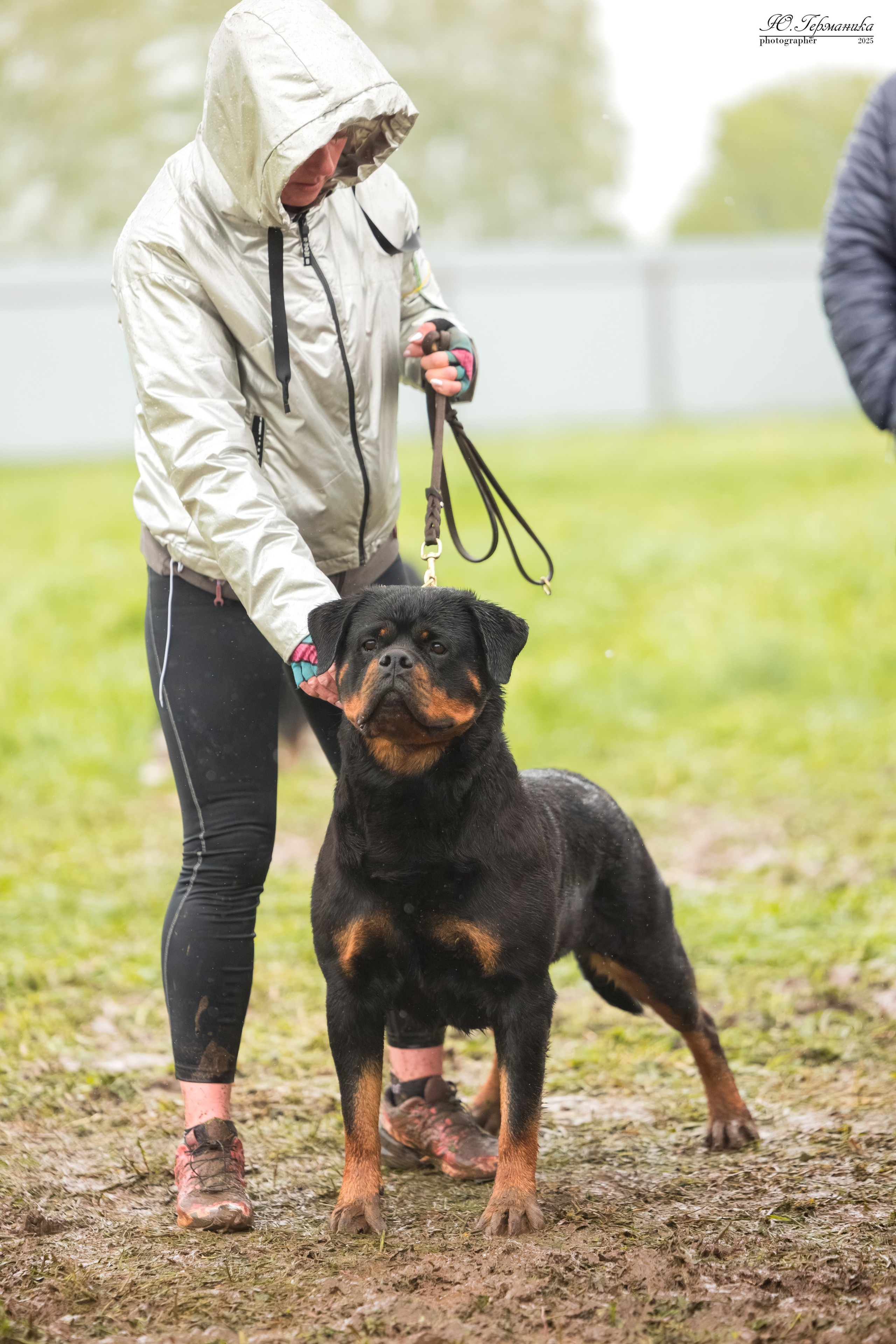 Нижний Новгород 2хмоно ротвейлеров 10-11.05.2025. Фотограф-анималист Юлия Германика