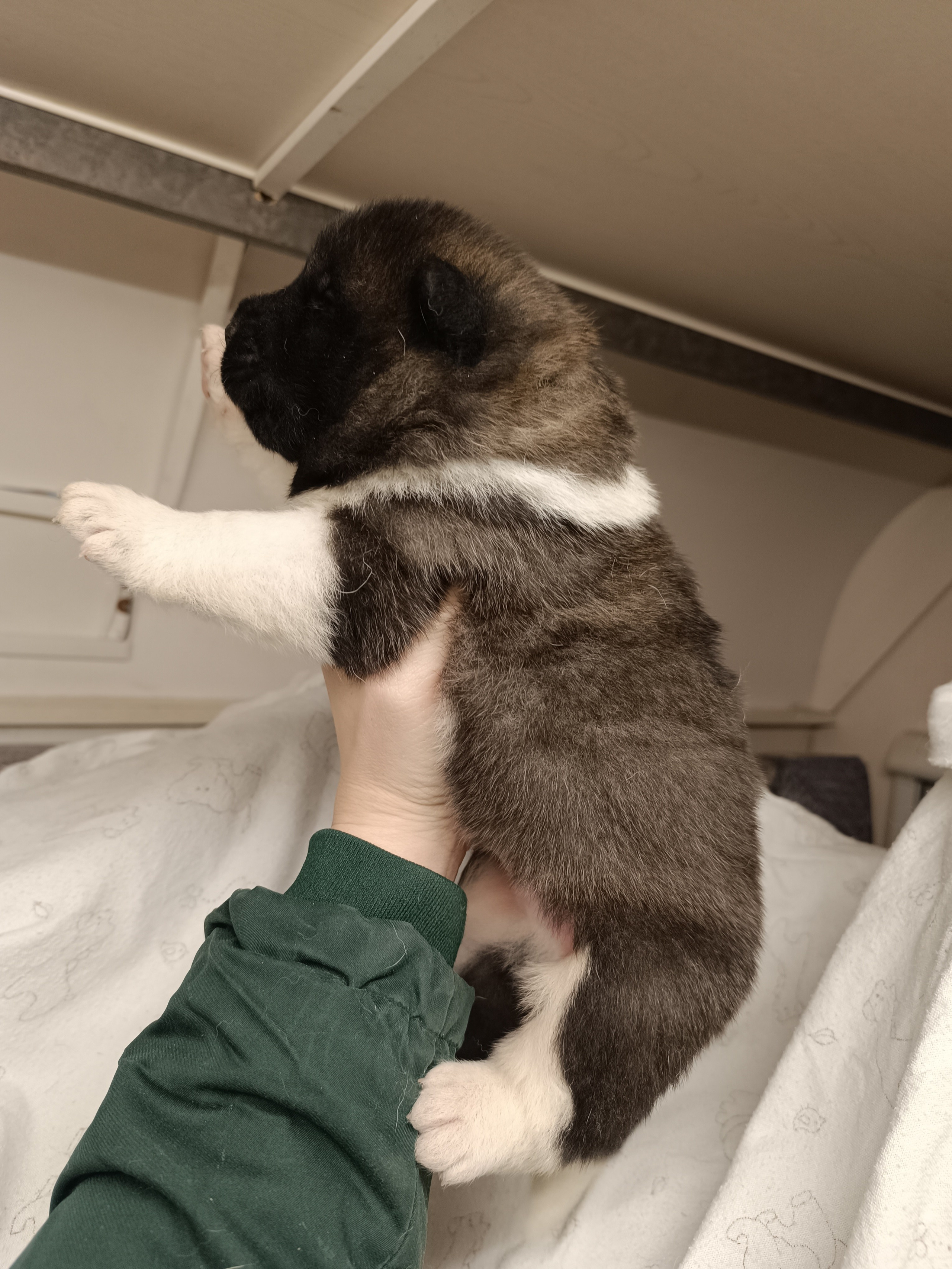 Американская акита  щенки питомник Санкт-Петербург клубные щенки Американская акита питомник RUBYLIGHT Рубилайт купить щенка американской акиты