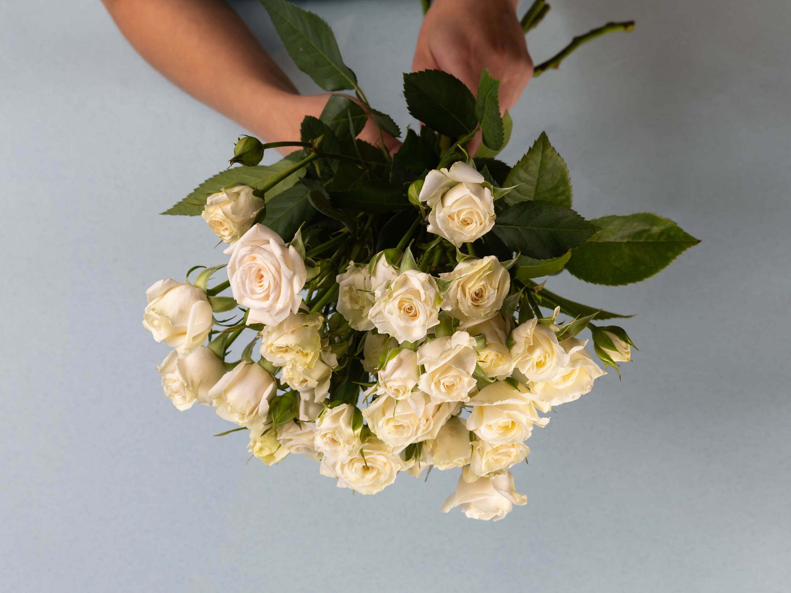 01.08.2025 Фотосессия Цветополис. ФОТОГРАФ ВИНОГРАДОВА ДАРЬЯ