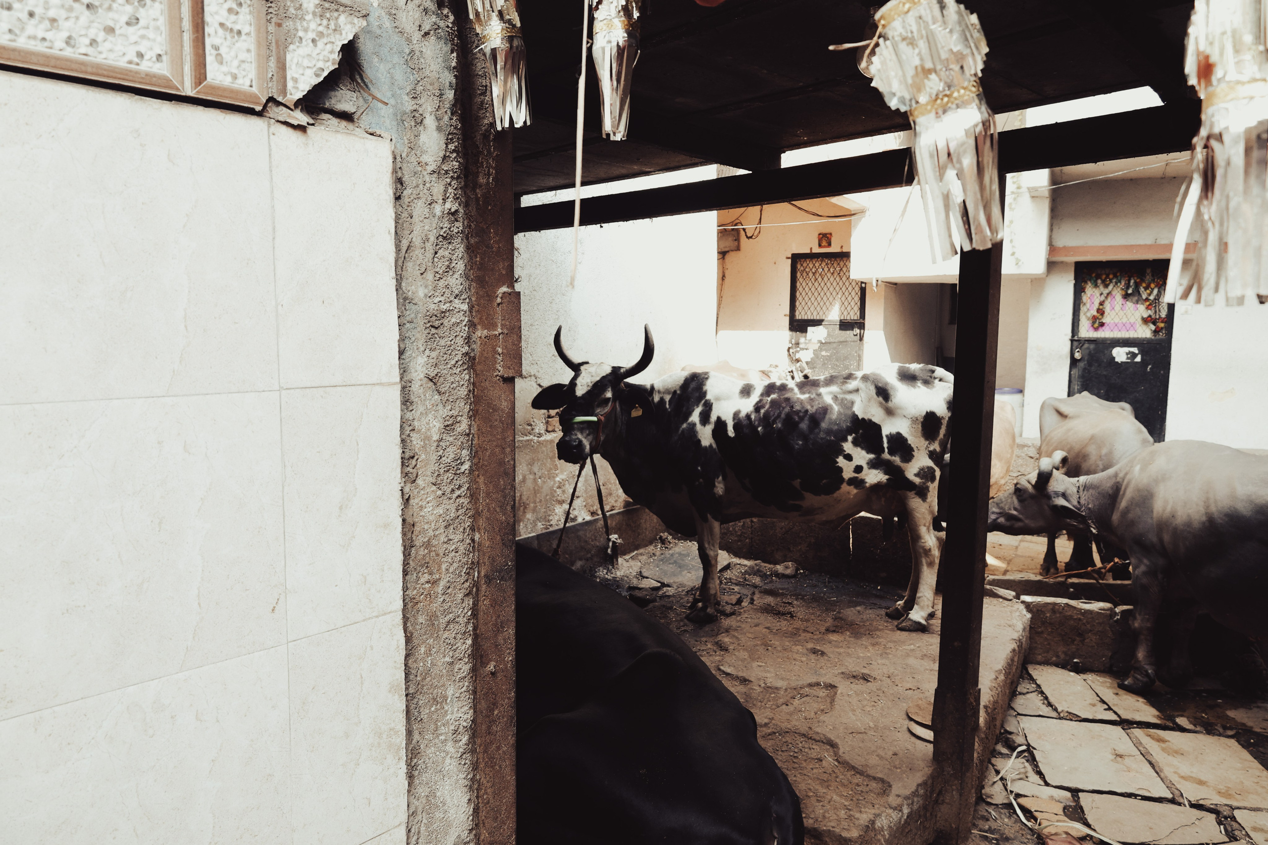 India. Фотограф в Москве