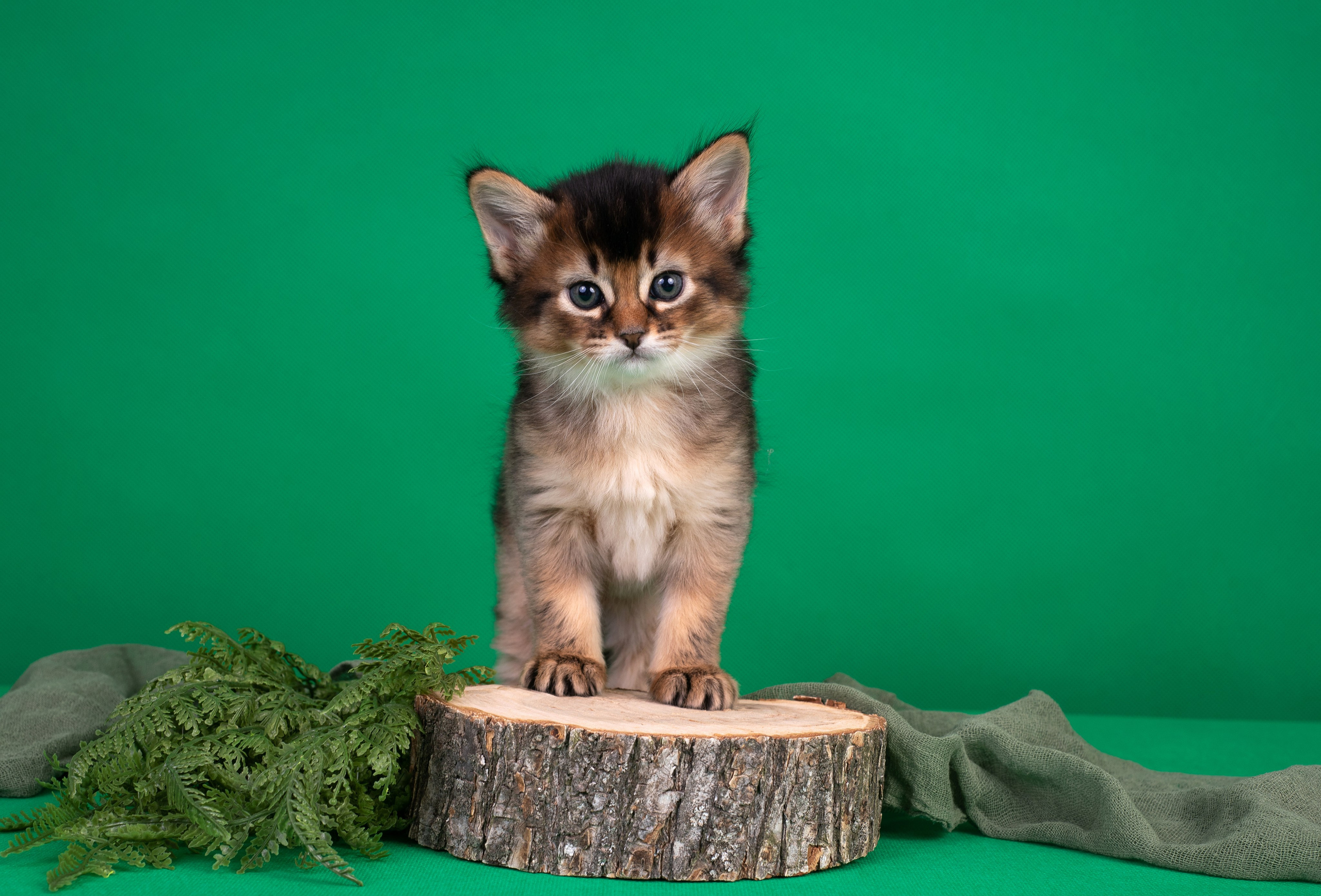 Котята в домашней студии. Фотограф анималист в Казани Алина Сулейманова. Фотограф животных