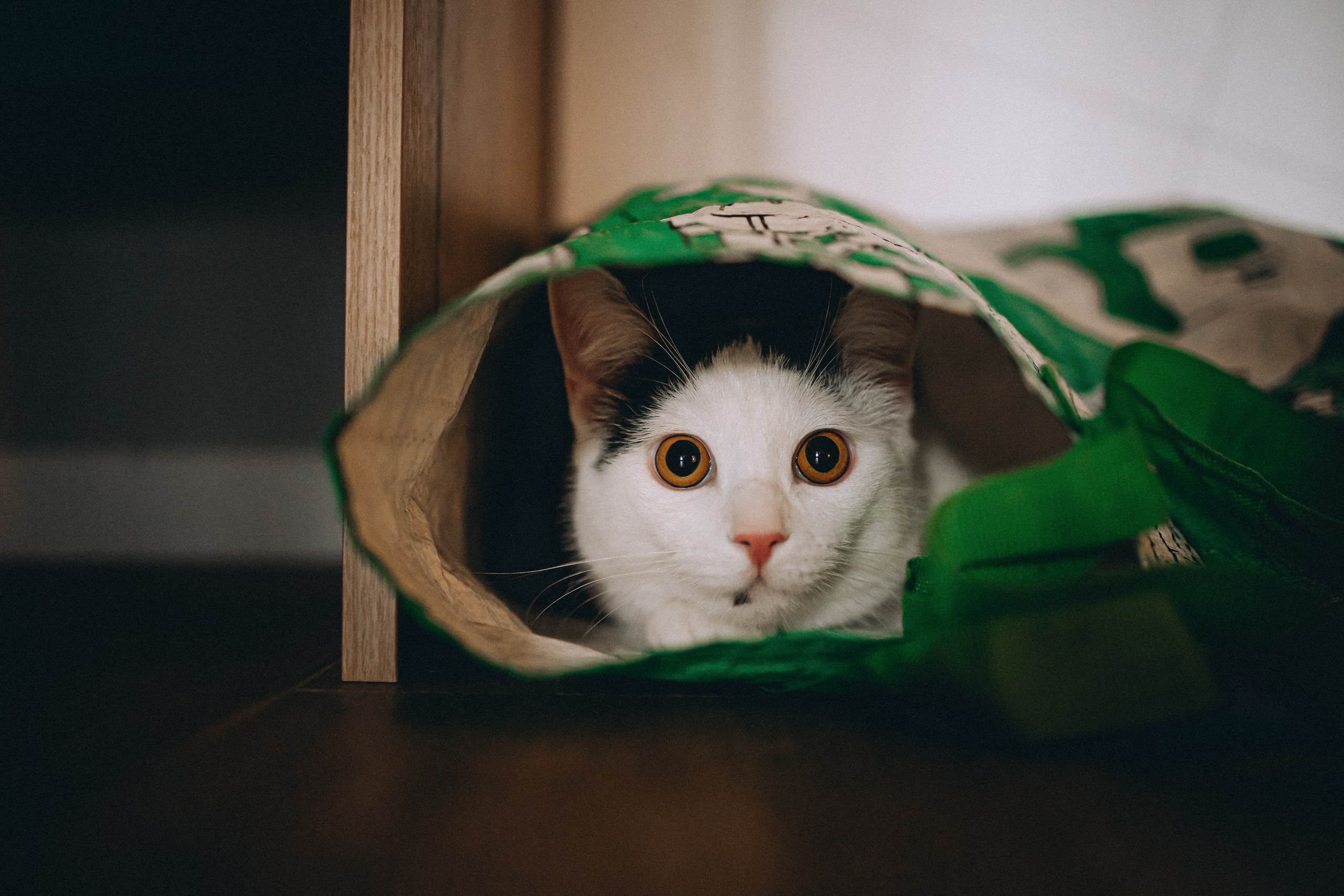 Рыся, Кепа и их семья