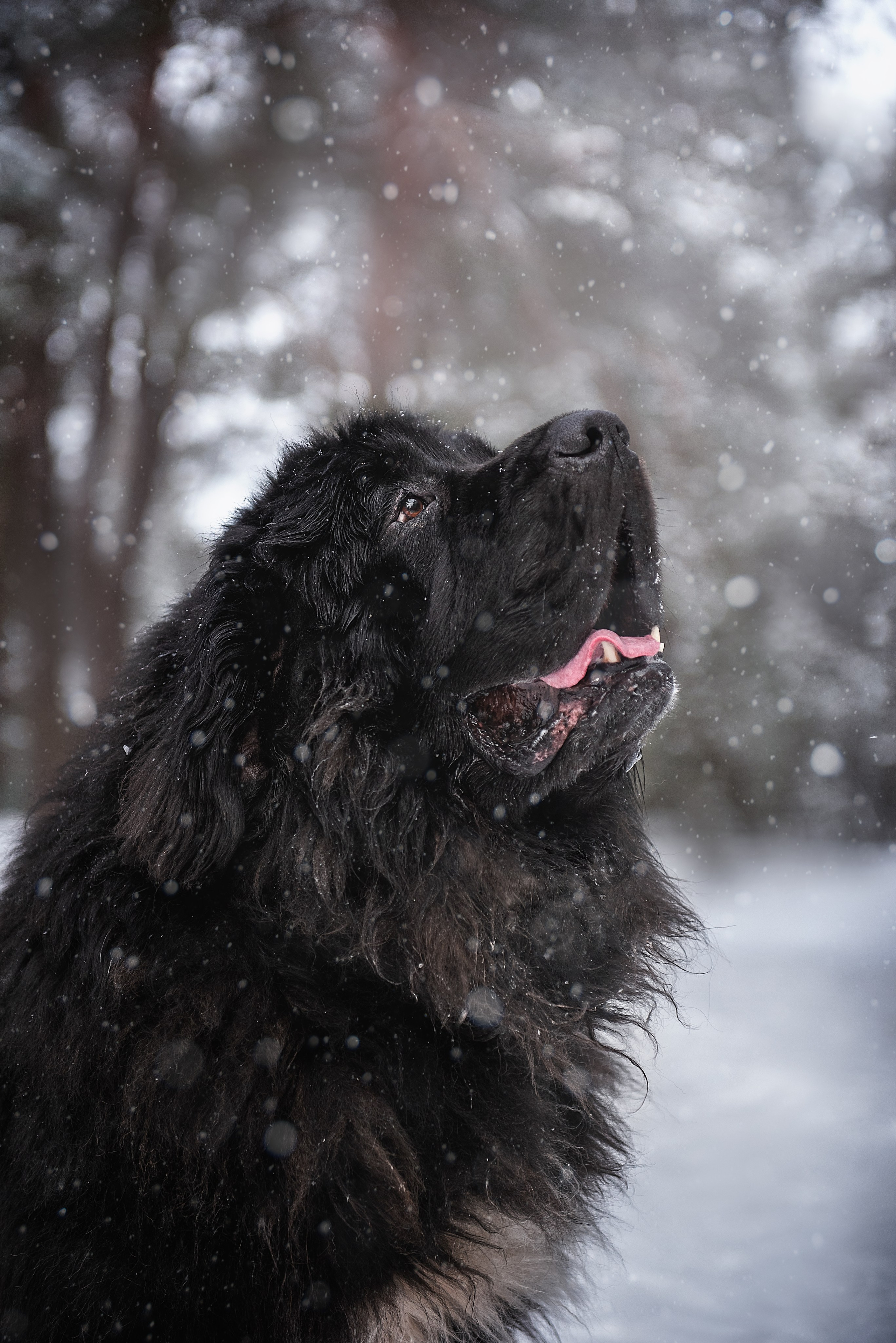 Ньюфаундленды. Мотофотограф в Нижнем Новгороде Динара Зуйкова