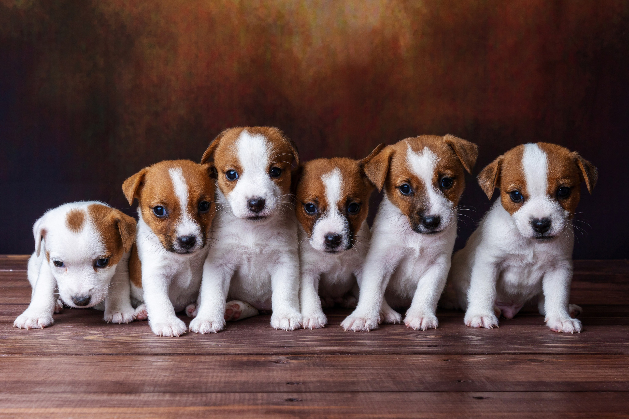 Фотографии собак и щенят. Фотограф Ирина Бобрешова. Коряжма