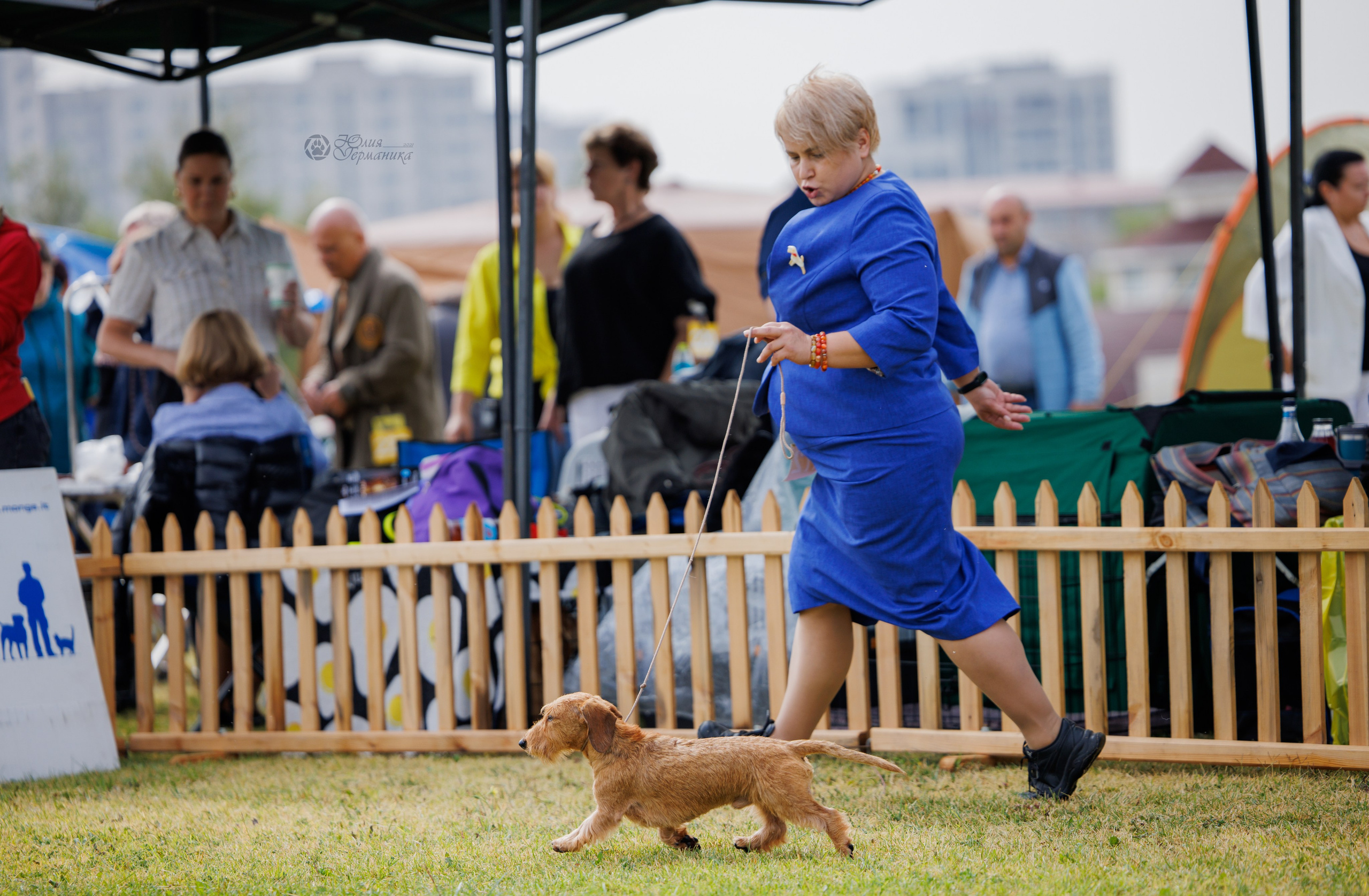 Армения,Ереван 3хCACIB 15-17.10.2024. Фотограф-анималист Юлия Германика