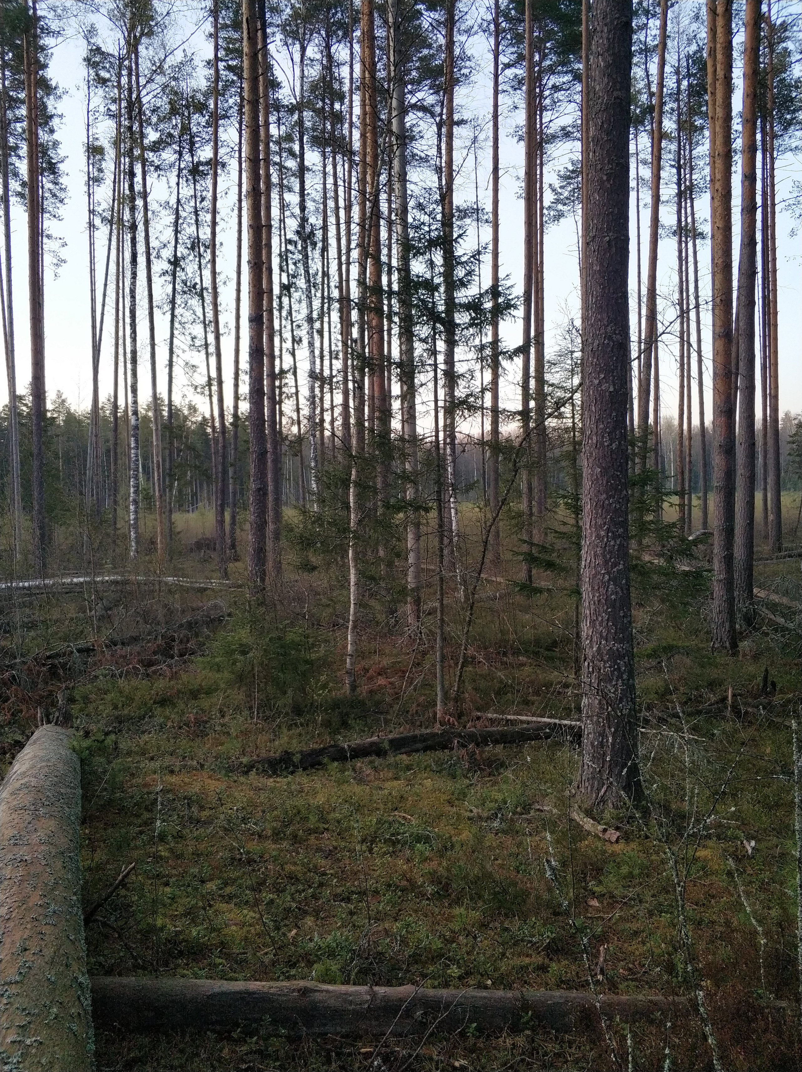 Автор: Анастасия Царёва