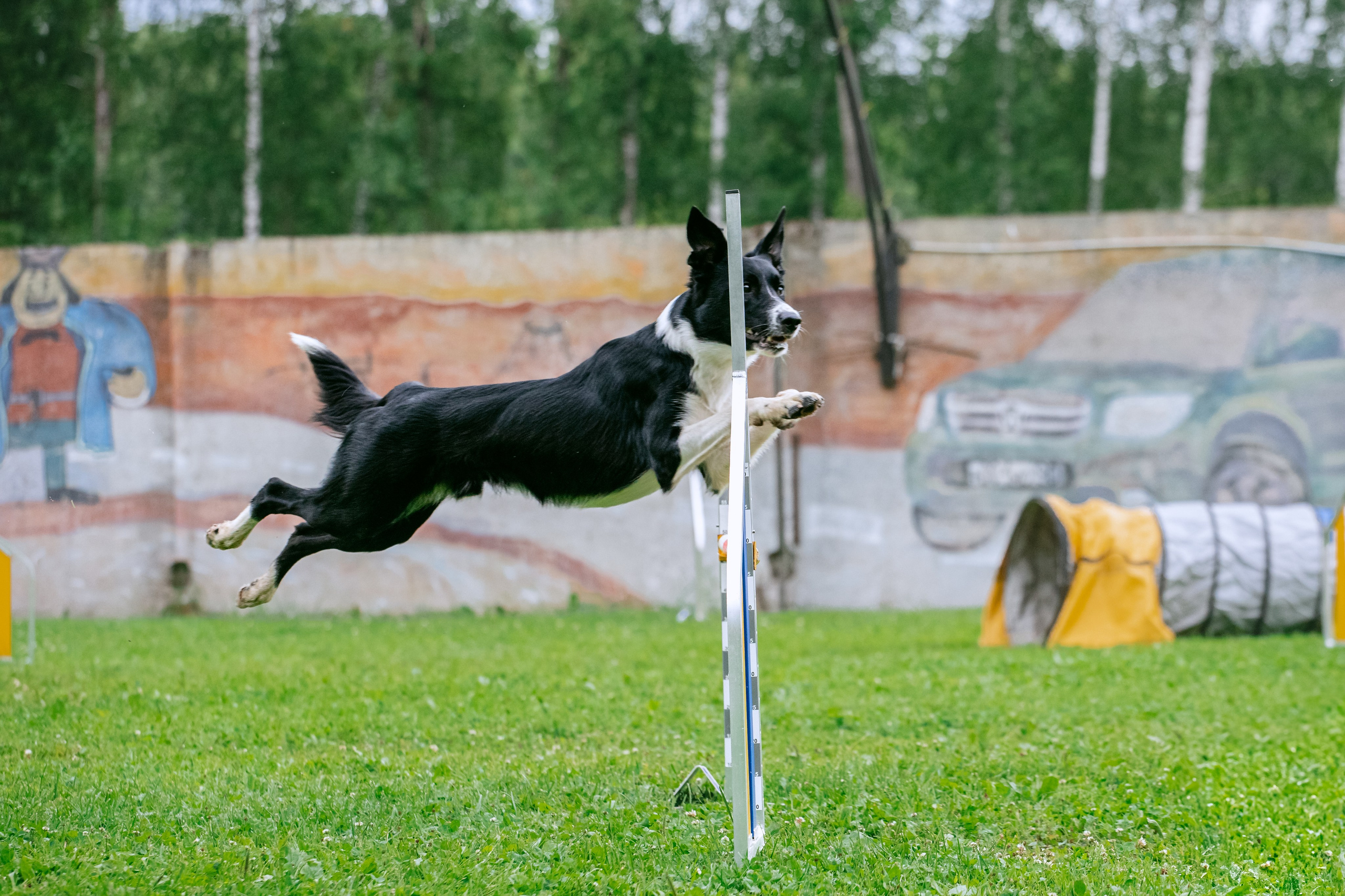 Соревнования по аджилити Долгопрудный 30.06.2025. Фотограф-анималист Татьяна Степанова