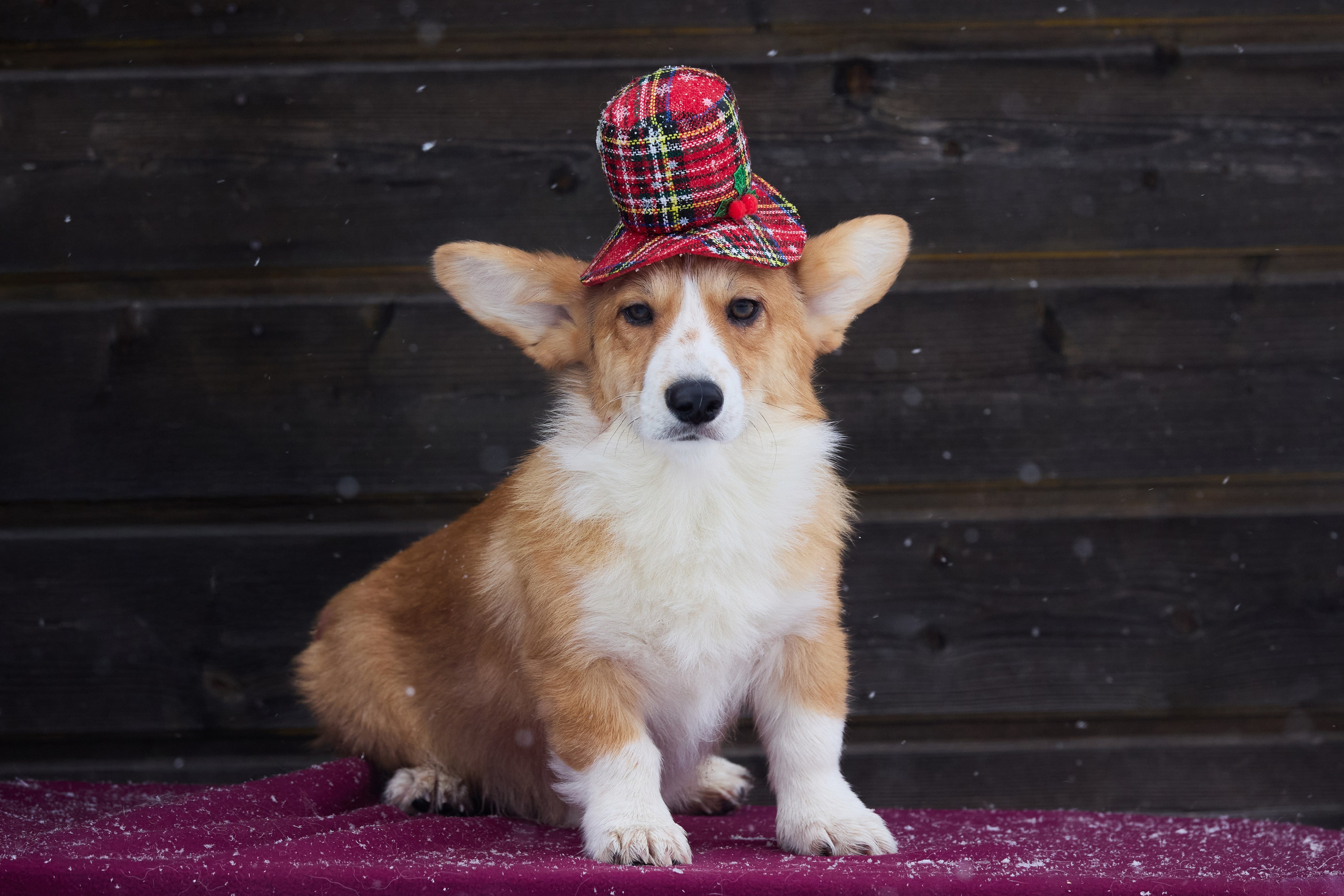 Пиар. Фотограф Ирина Астор