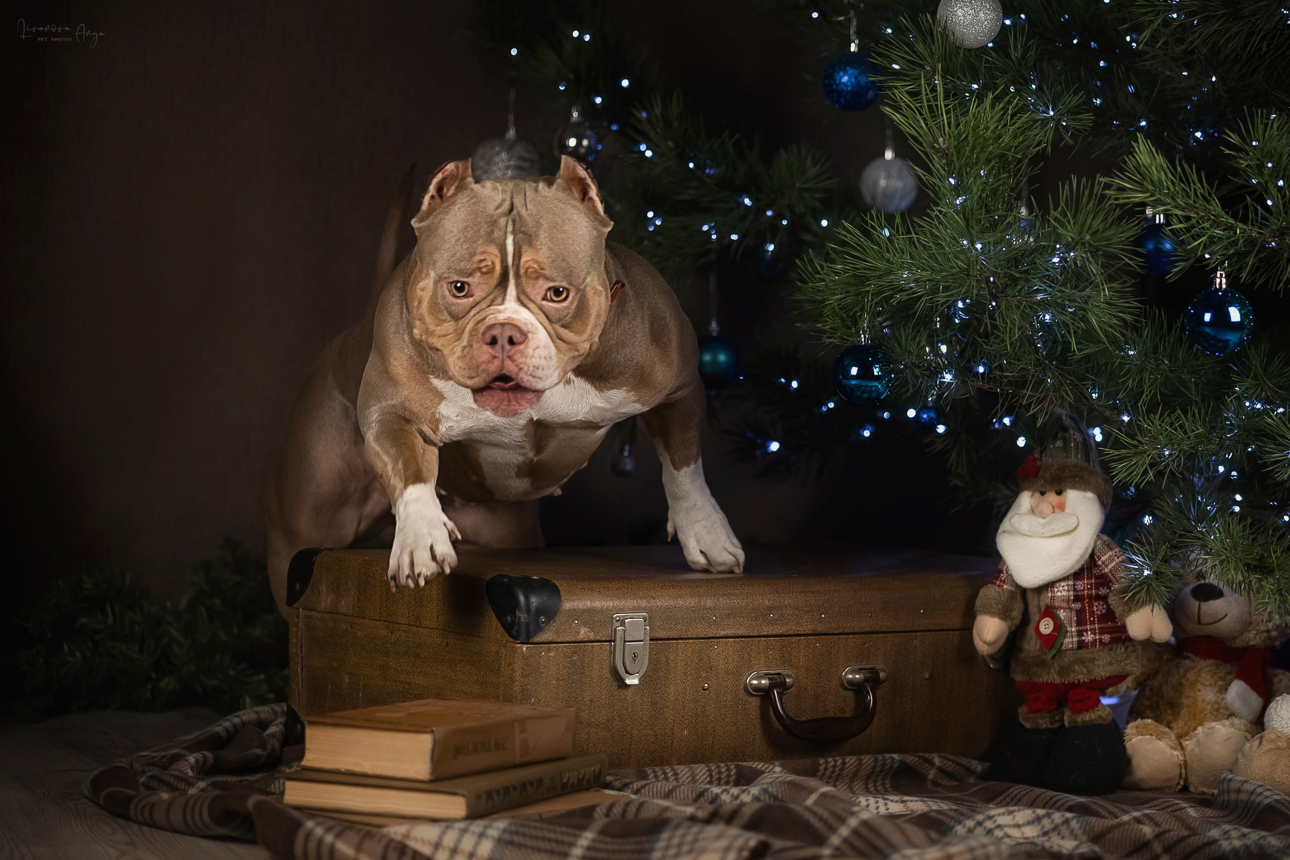 Фотодень_2 2025. Фотограф анималист Аня Ливанова | Рыбинск